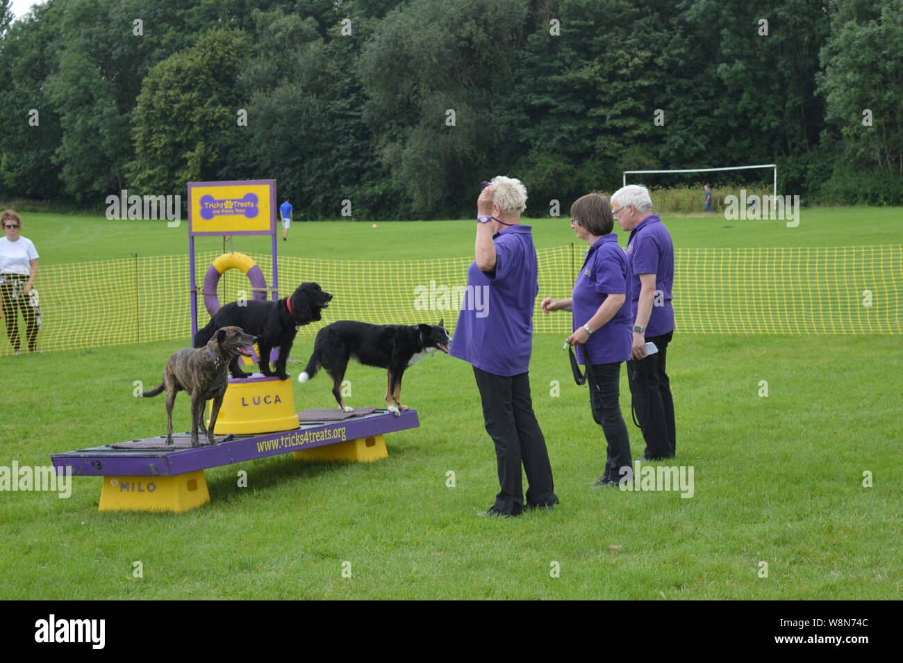 dog competition trained dog racing and jumping and playing champion ...