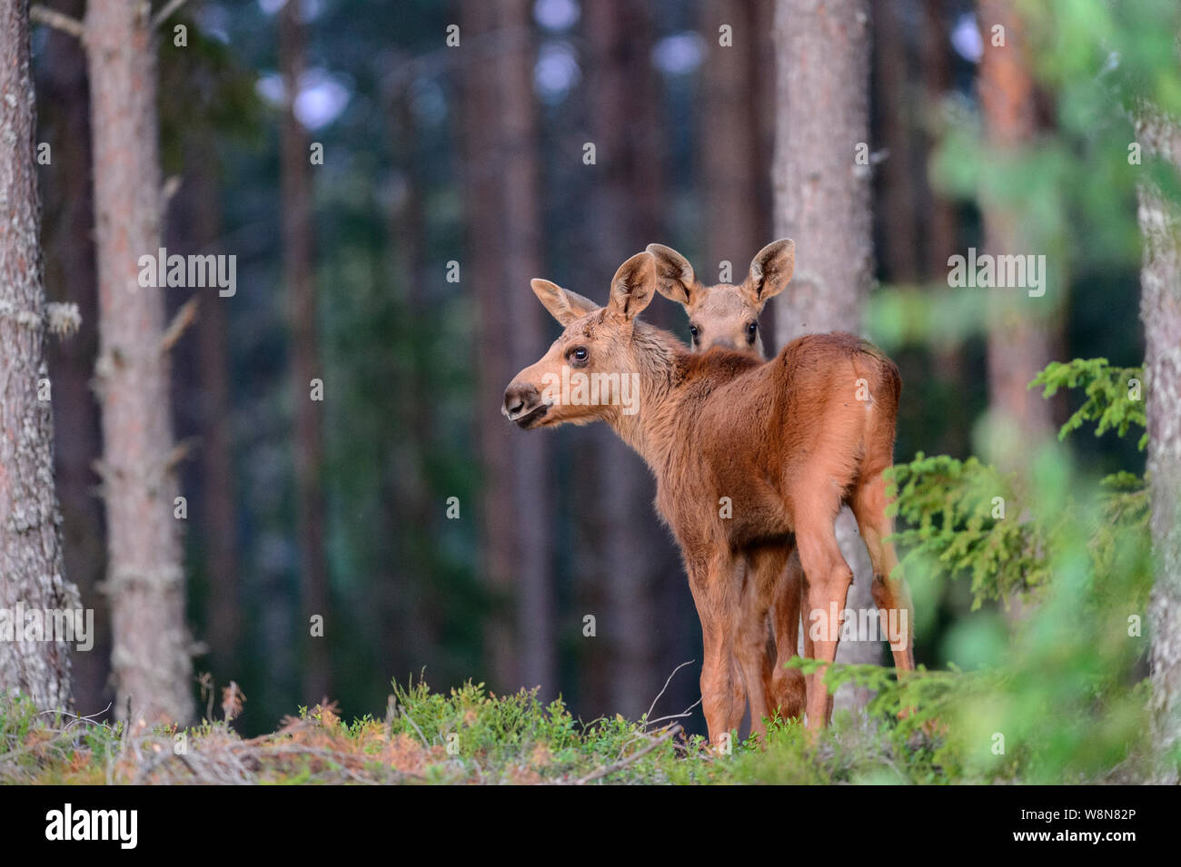 Two wild moose calves in a forest in Sweden Stock Photo - Alamy