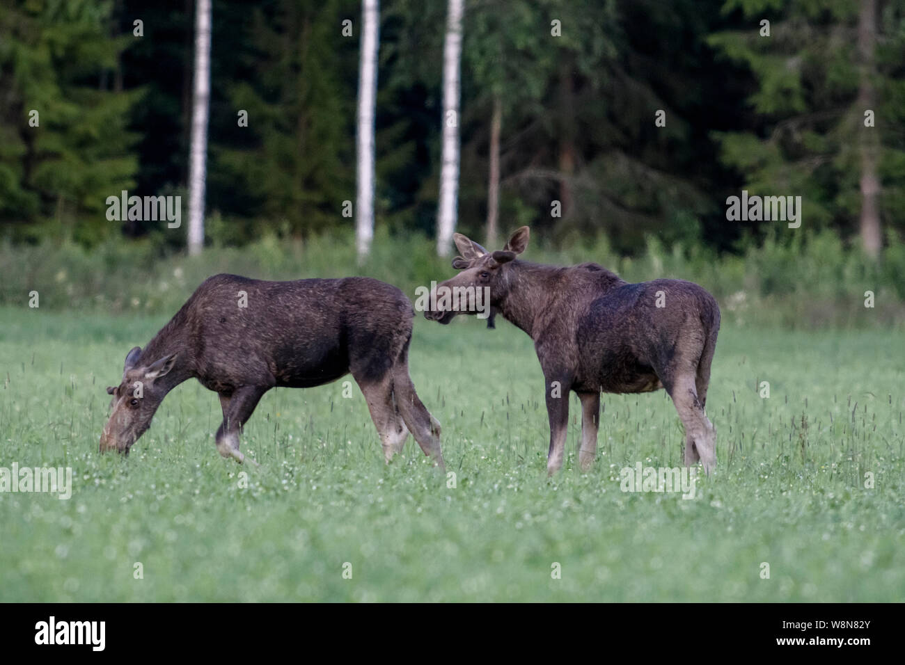 Two male moose on a field with trees in the background. Sweden, July 2019 Stock Photo