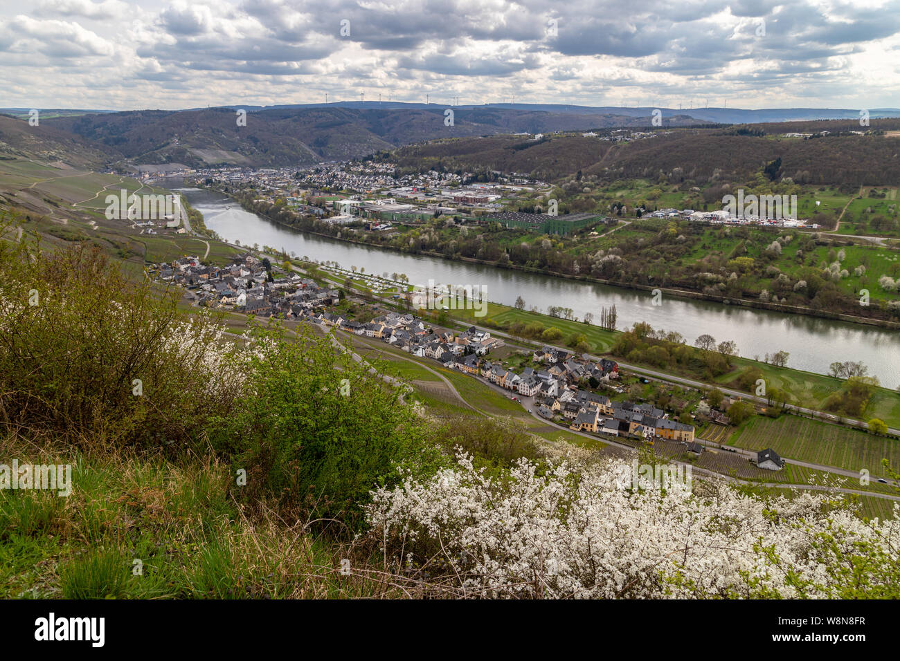 Panoramic view on river Mosel valley, the village Graach and the city Bernkastel-Kues in spring with blooming plants in the front Stock Photo