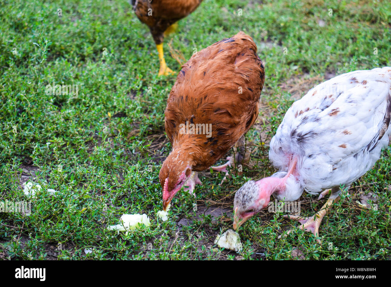 Young chickens walk on the green grass and eat food Stock Photo Alamy