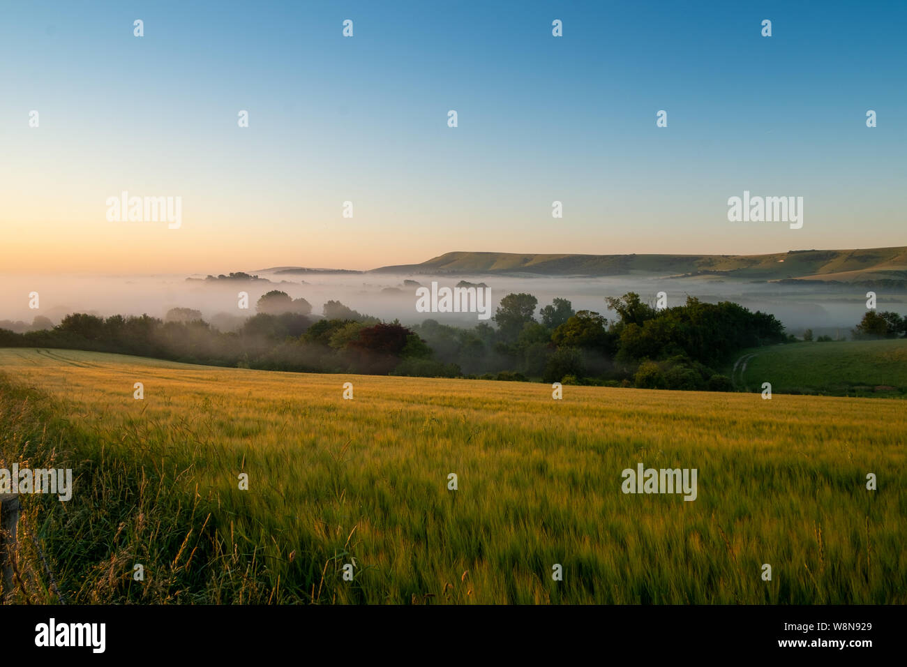 Looking over cornfields to early morning mist rising in the weald between Beddingham Hill and Firle Beacon, East Sussex 8 Stock Photo