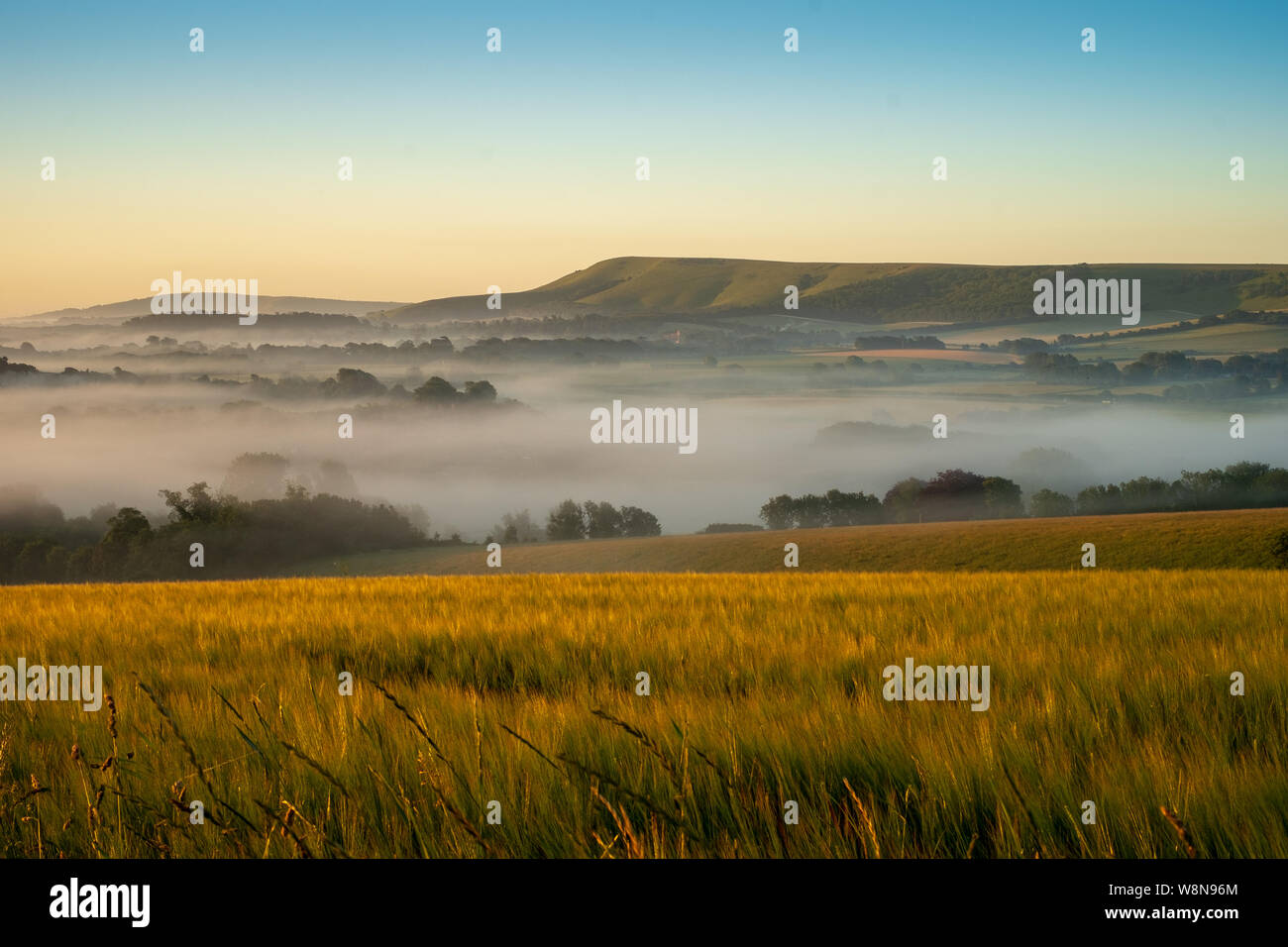 Looking over cornfields to early morning mist rising in the weald between Beddingham Hill and Firle Beacon, East Sussex 7 Stock Photo