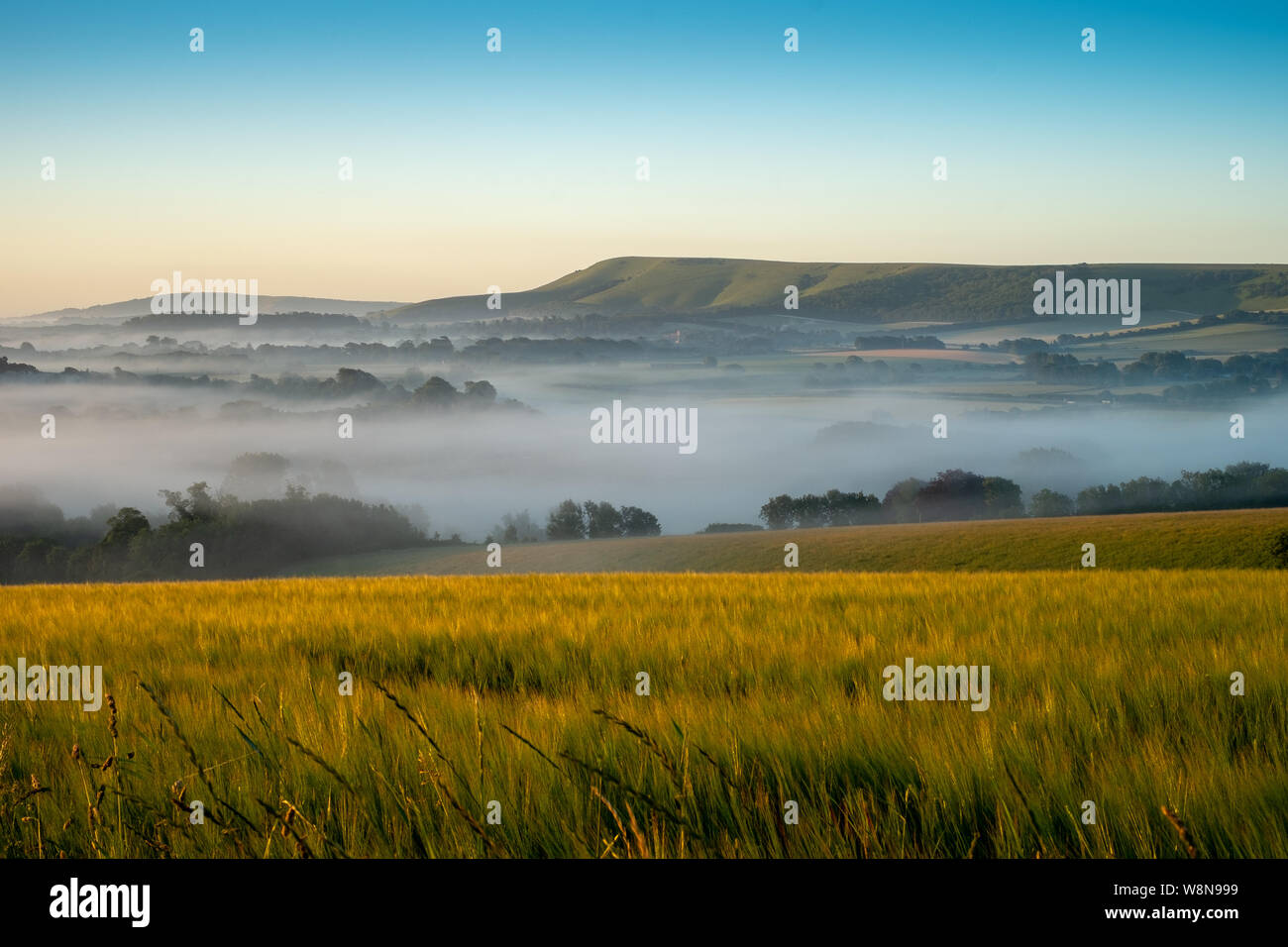Looking over cornfields to early morning mist rising in the weald between Beddingham Hill and Firle Beacon, East Sussex 6 Stock Photo