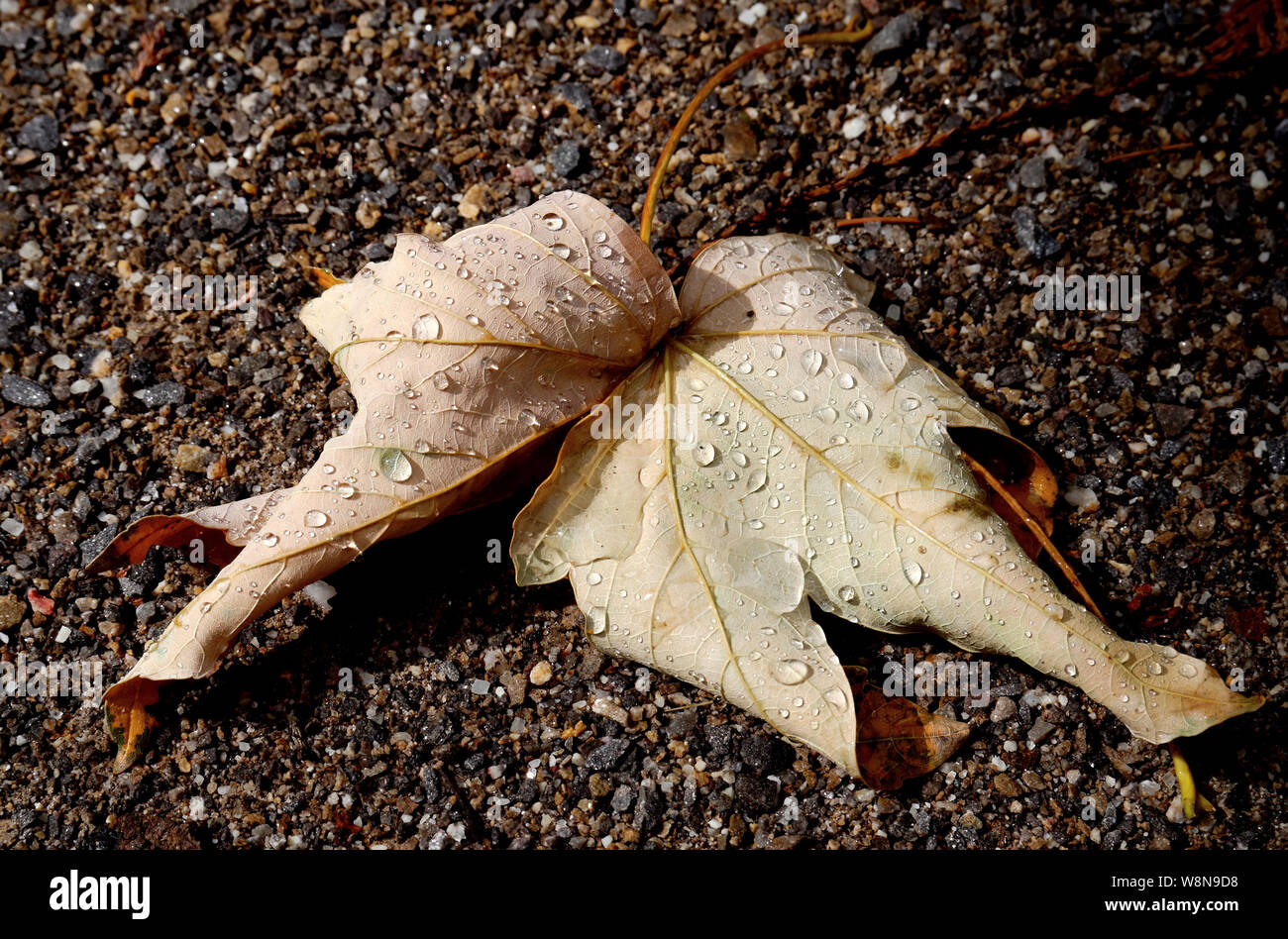 autumn leaf with raindrops on the ground Stock Photo