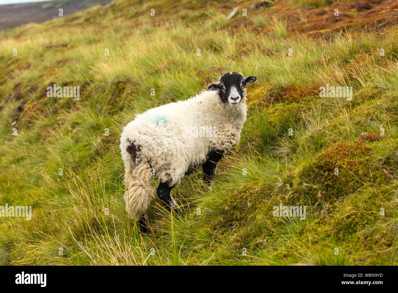 Swaledale lamb.  Well grown Swaledale lamb, facing forward, on rough moorland fell. Landscape, horizontal.  Space for copy. Stock Photo