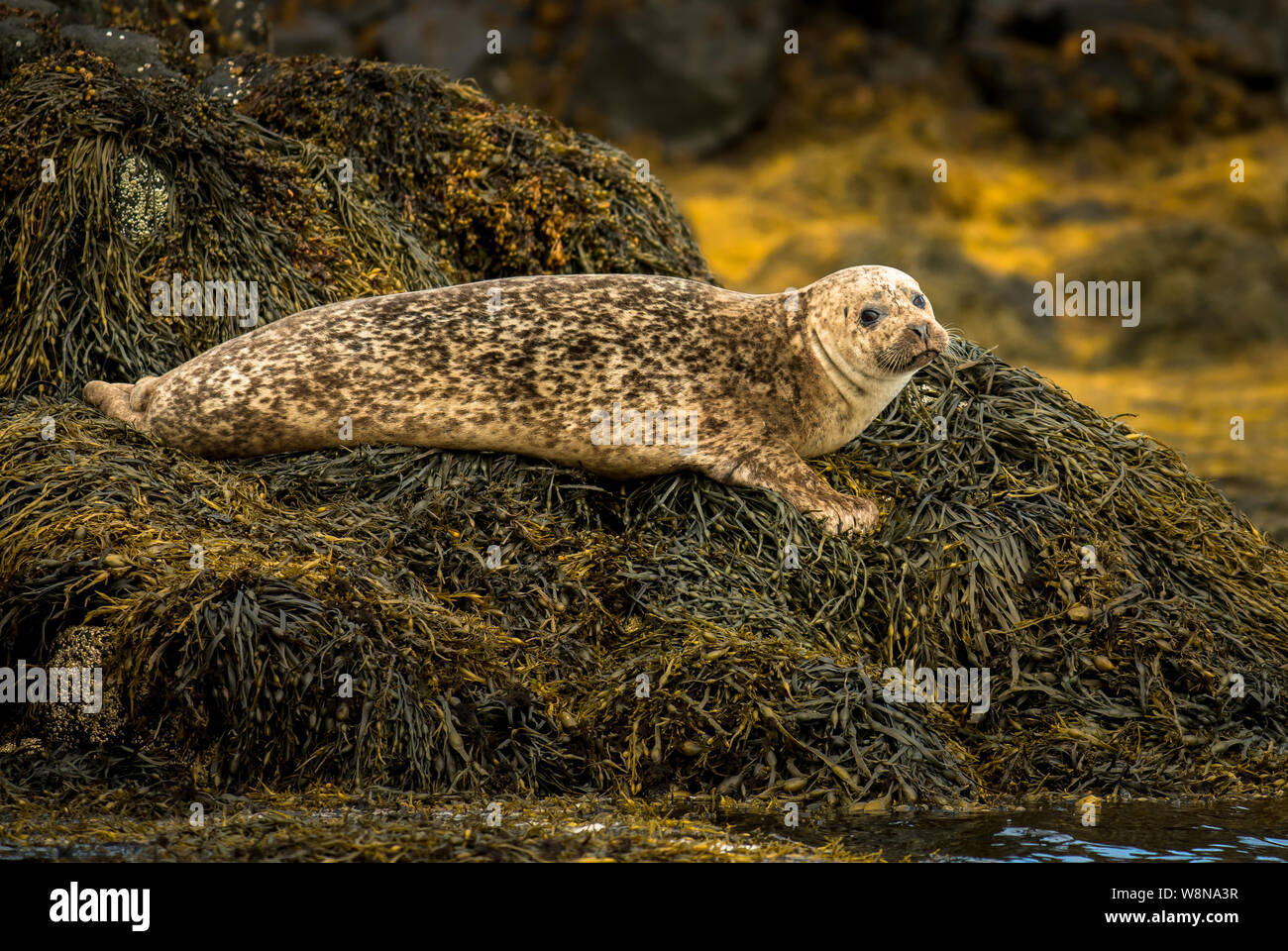 Relaxing Common Seal At The Coast Near Dunvegan Castle On The Isle Of