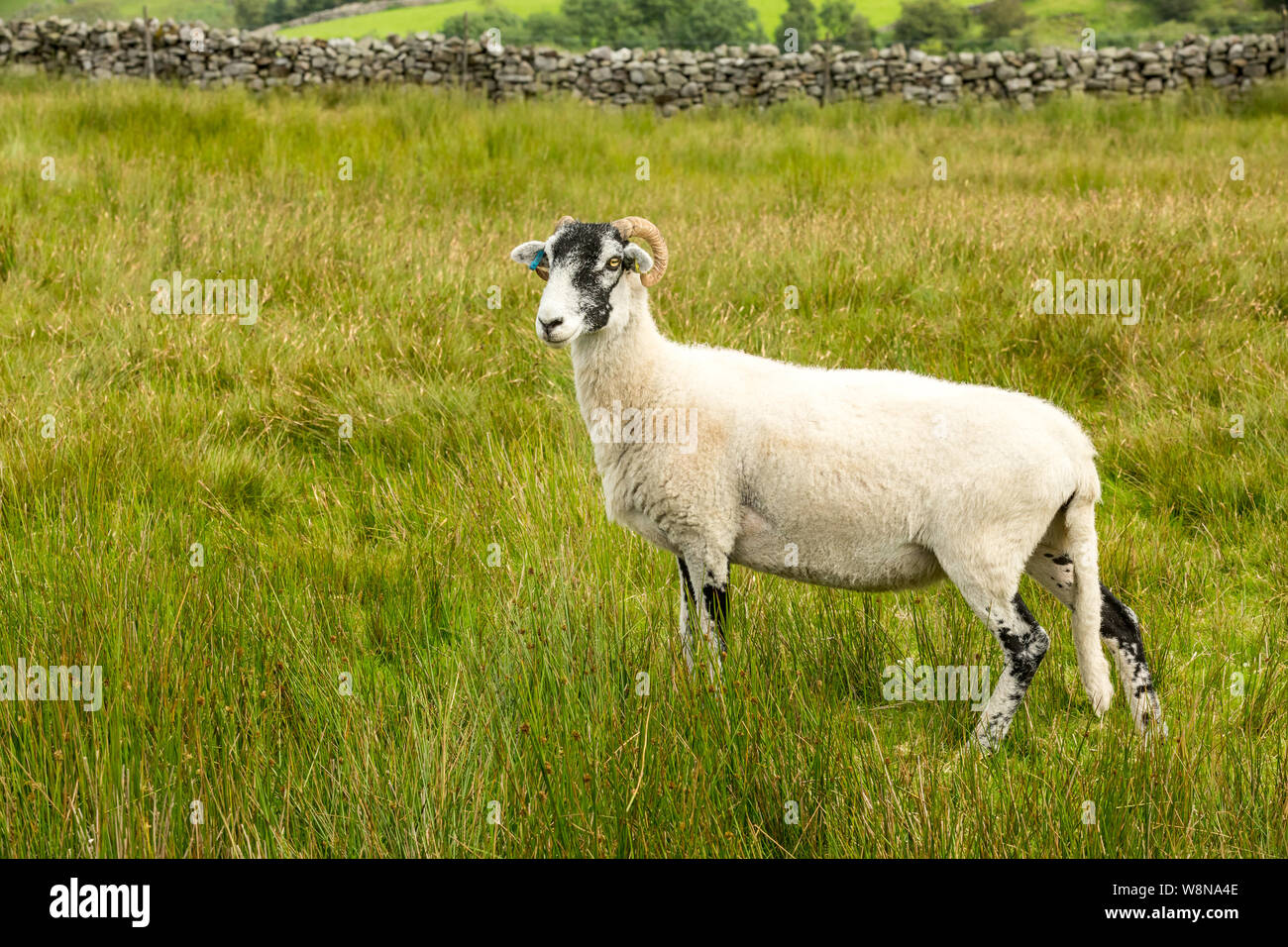 Swaledale Ewe  with shorn fleece, facing left in beautiful Swaledale, Yorkshire Dales, England.  Scenic, dales backdrop with green fields.  Landscape Stock Photo