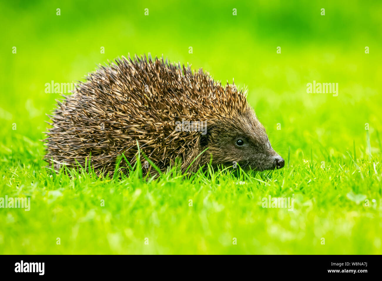 Hedgehog, (Scientific name:  Erinaceus europaeus) Wild, native, European hedgehog  in natural garden habitat with green grass lawn.  Facing right. Stock Photo