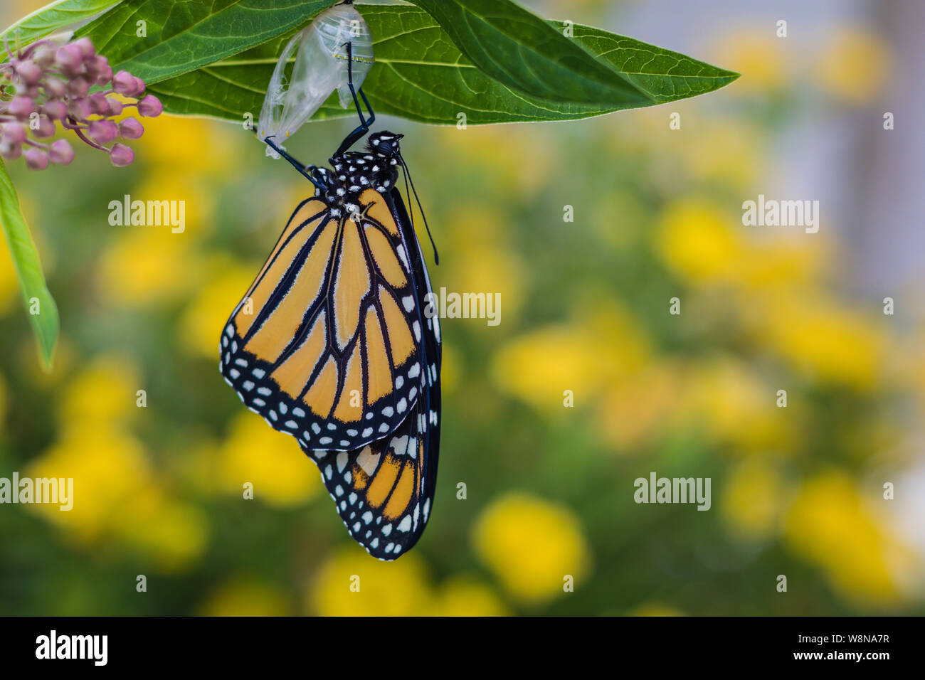 Monarch butterfly, Danaus Plexppus, newly emerged from Chrysalis, on milkweed with yellow