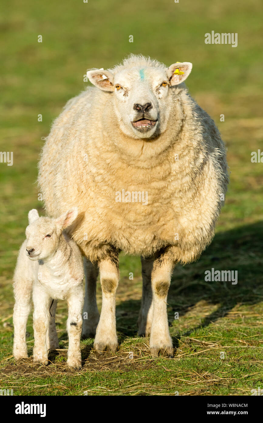 Texel Ewe  (Female sheep) with her newborn lamb in Springtime. Yorkshire Dales, England. Facing forward.  Portrait, Vertical. Space for copy. Stock Photo