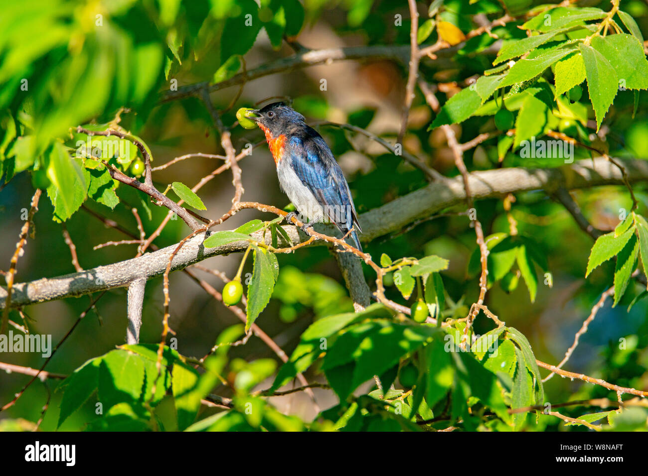 A Male Mistletoe Bird Endeavouring To Swallow A Large Berry Against A