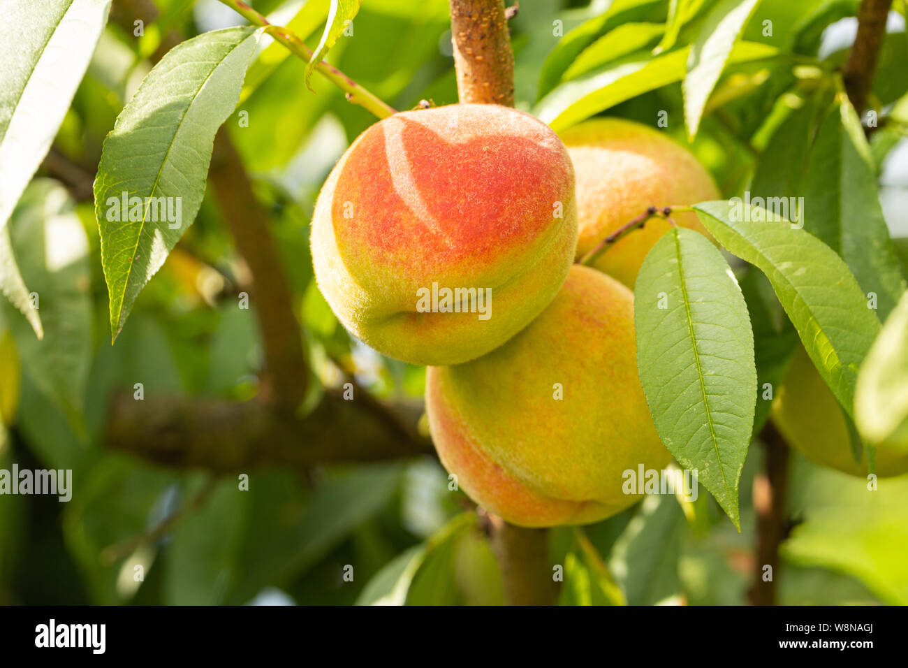 peaches ripening in the sun on trees Stock Photo Alamy