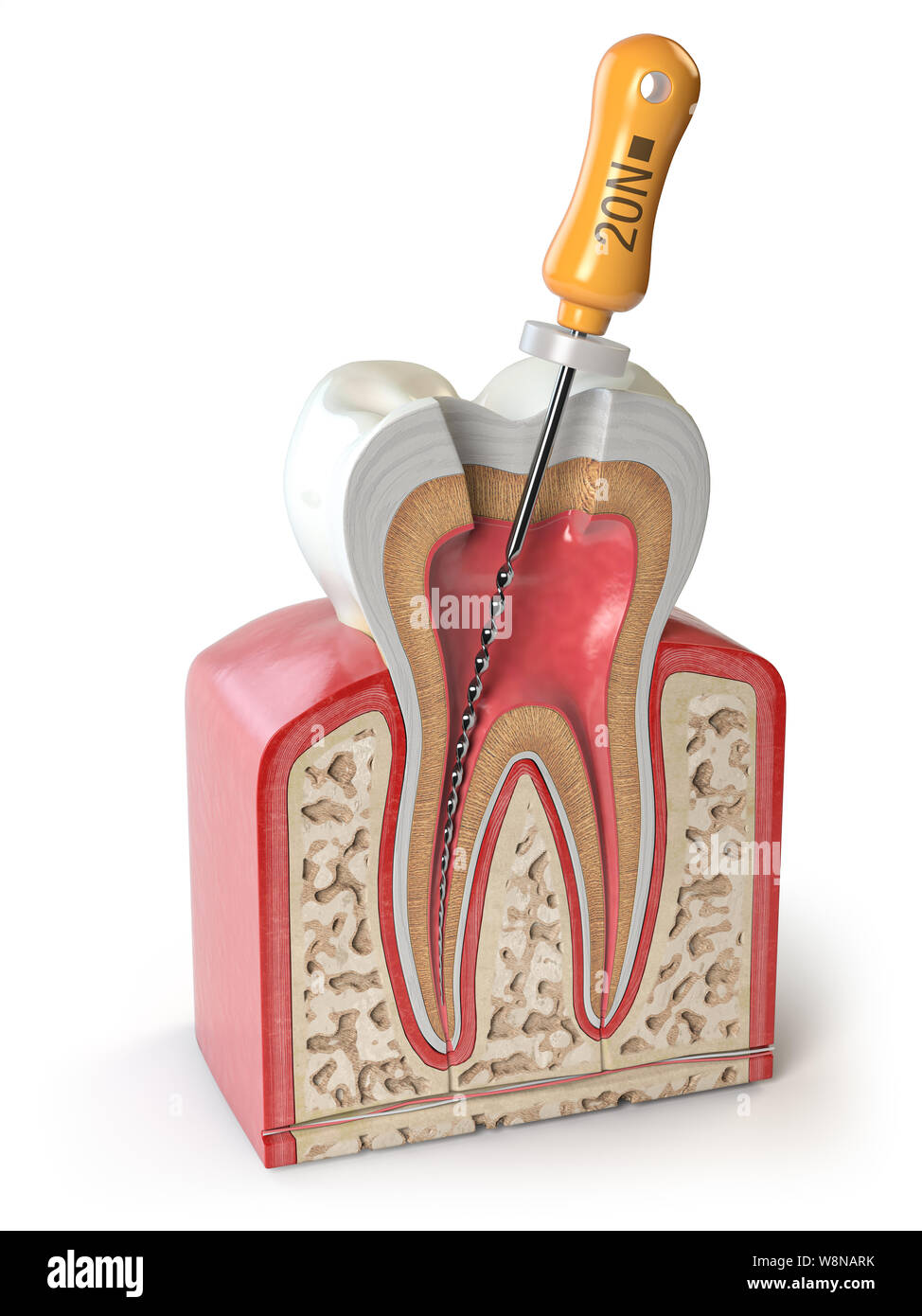 Cross section of Human tooth with endodontic file isolated on white. 3d