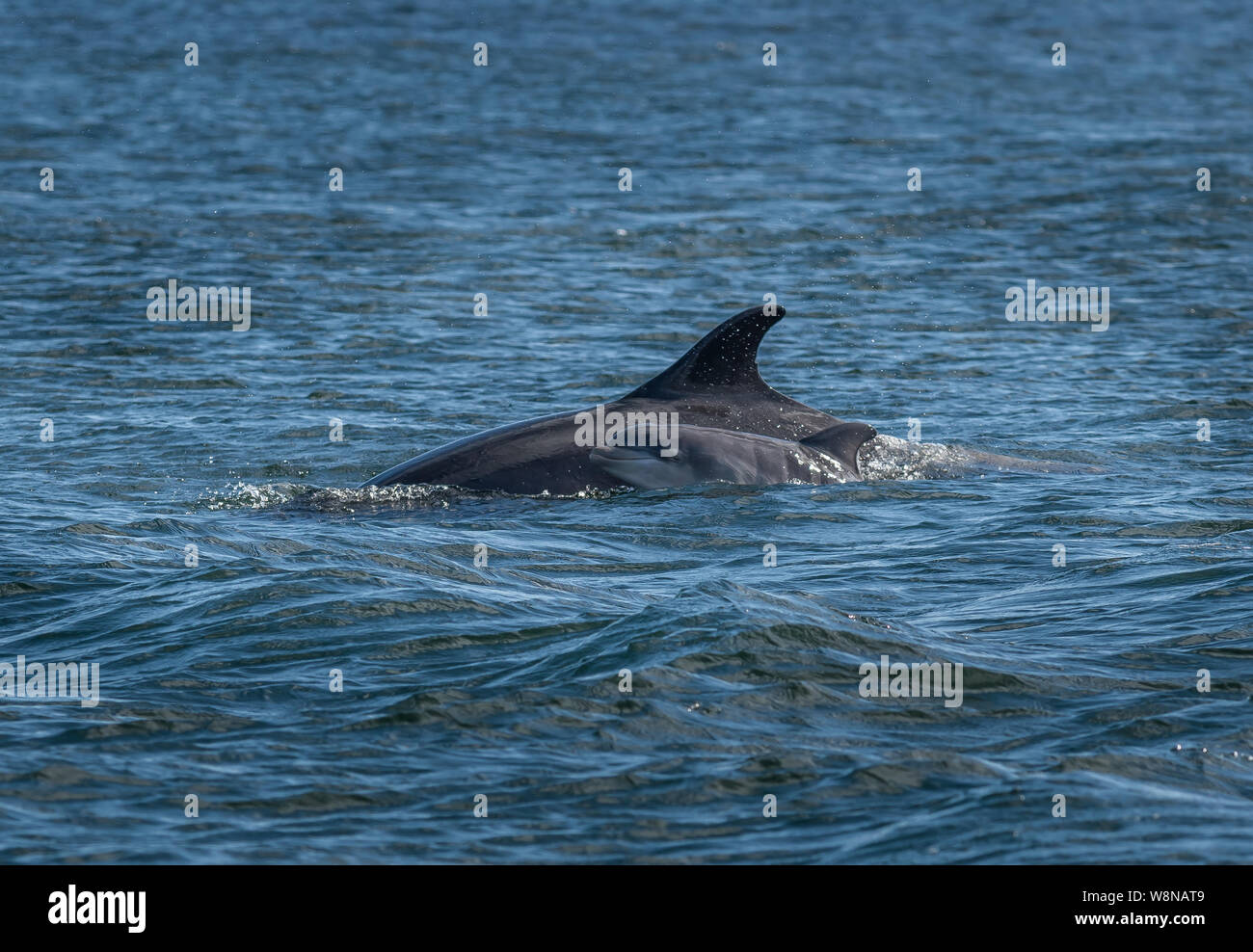 Mother And Newborn Baby Bottlenose Dolphin During A Salmon Hunting Lesson At The Moray Firth Near Inverness In Scotland Stock Photo
