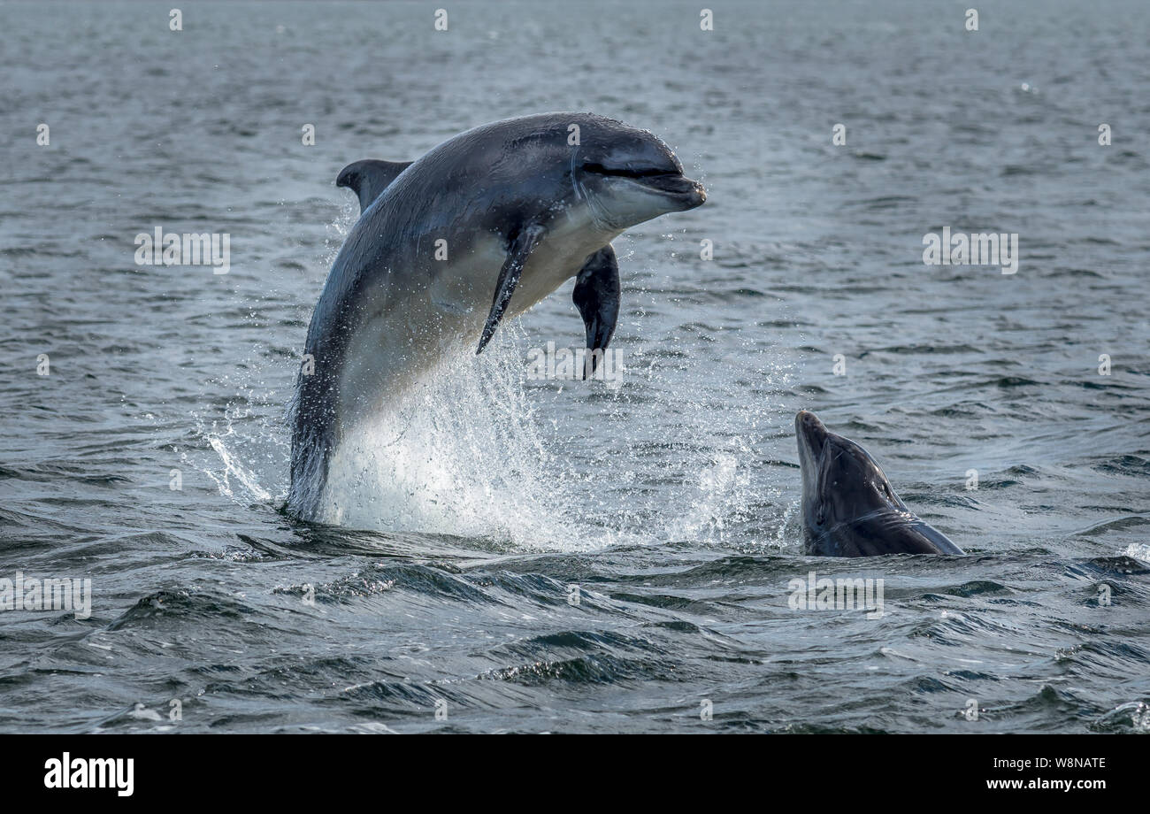 Wild Bottlenose Dolphins Jumping Out Of Ocean Water At The Moray Firth Near Inverness In Scotland Stock Photo
