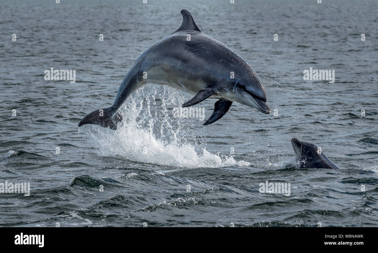 Wild Bottlenose Dolphins Jumping Out Of Ocean Water At The Moray Firth Near Inverness In Scotland Stock Photo