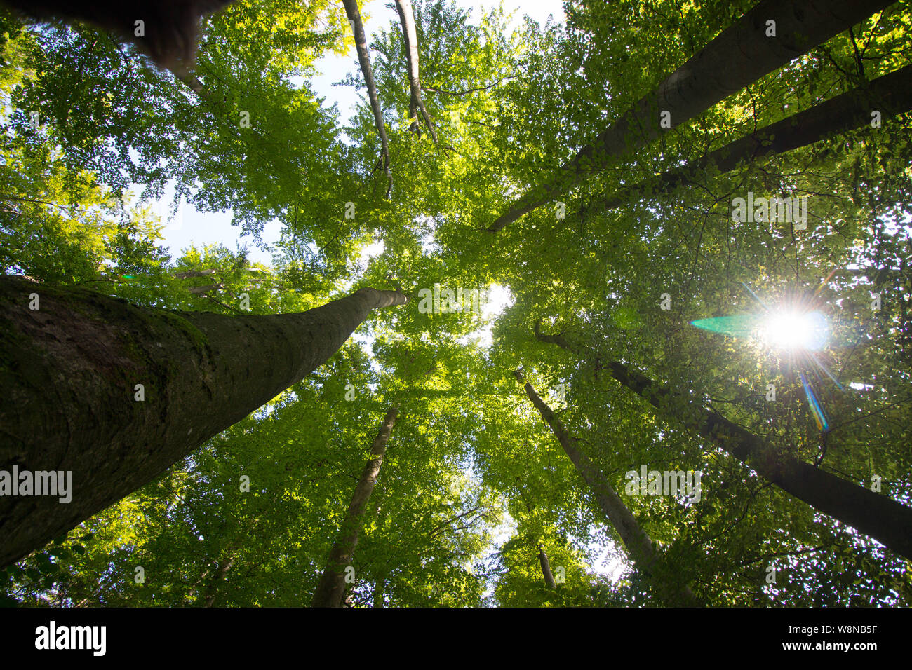 Vital green forest in spring hi-res stock photography and images - Alamy