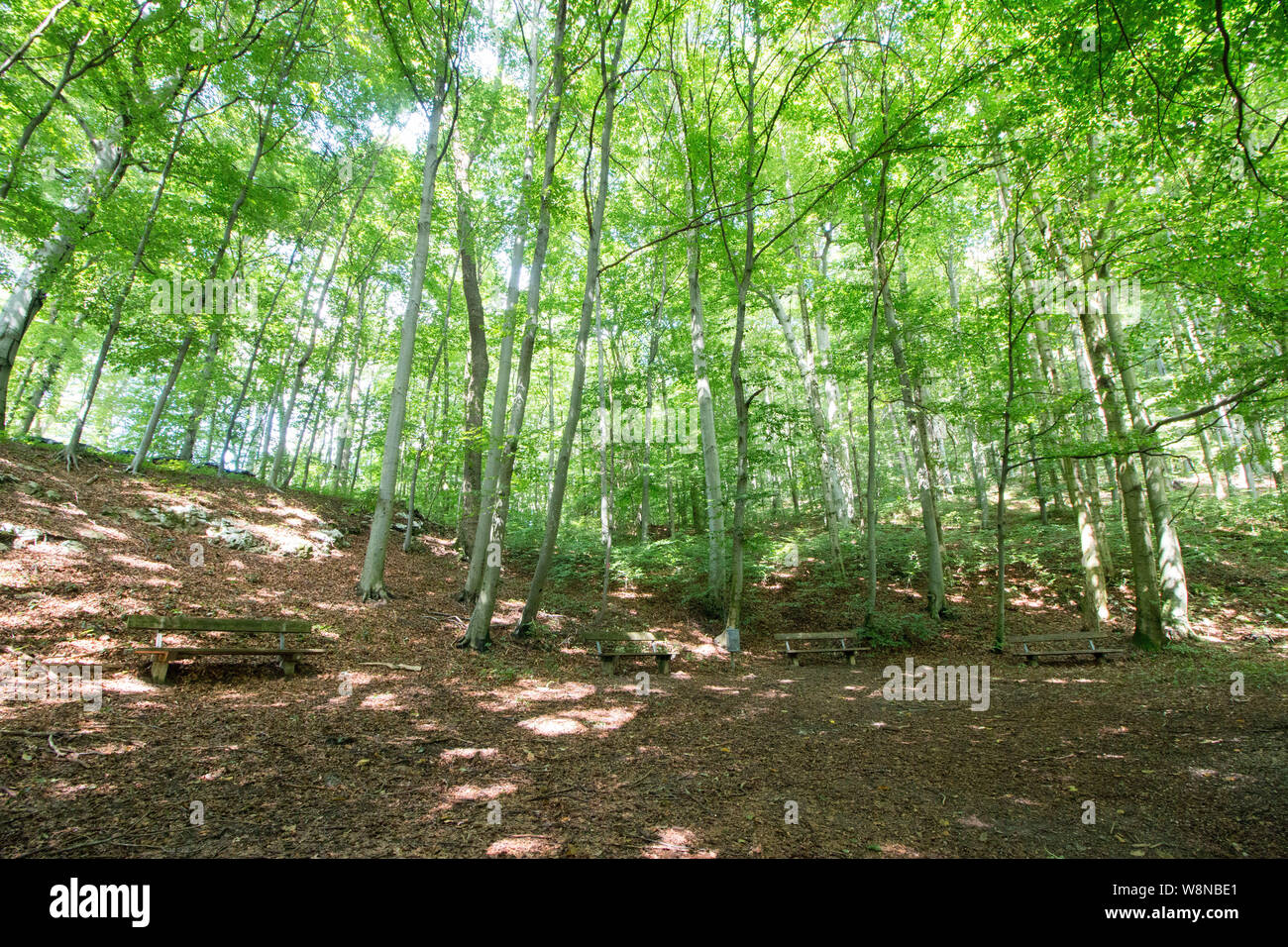 Vital green forest in spring hi-res stock photography and images - Alamy