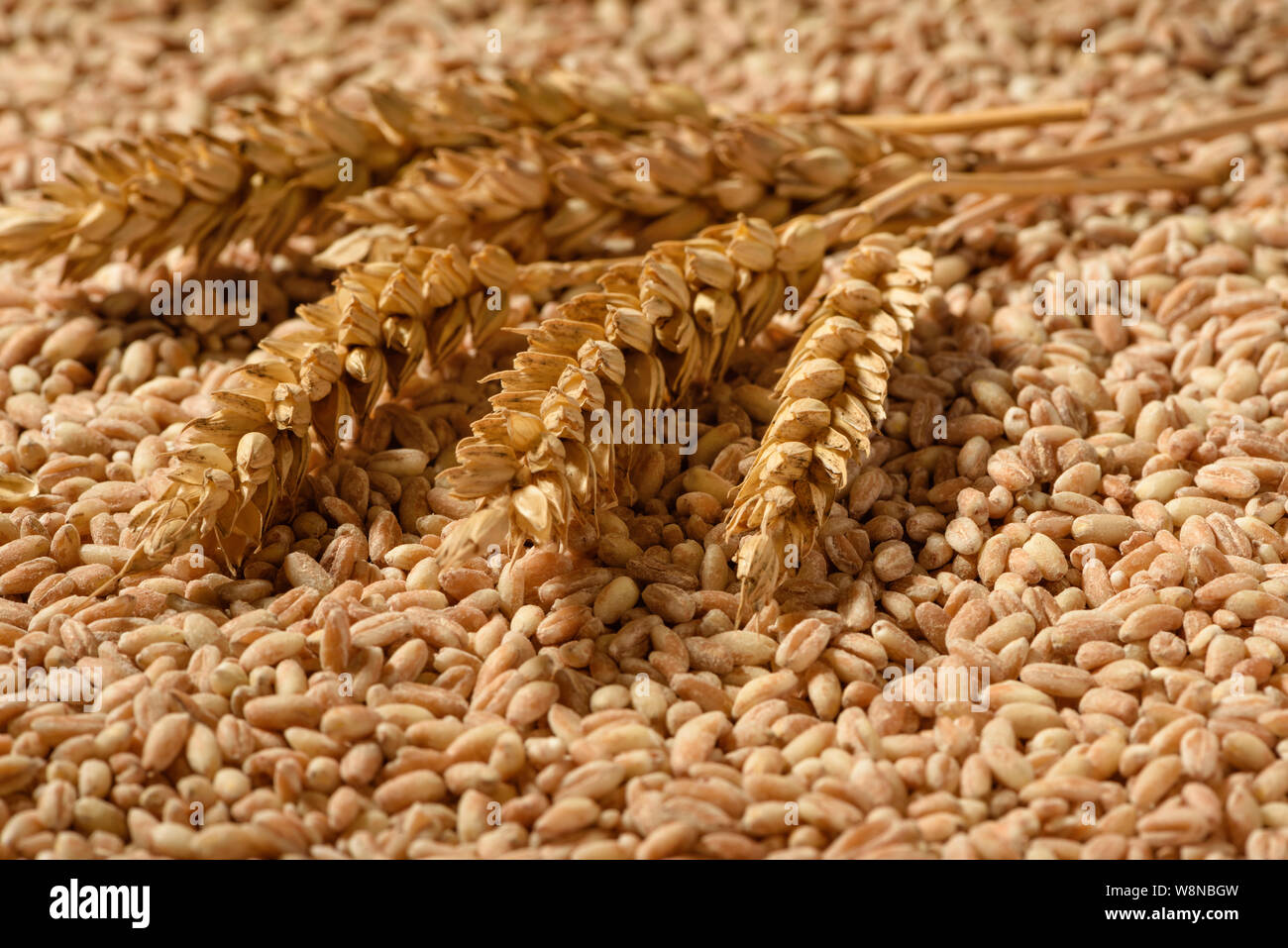 Spikelets of organic spelt are found on wheat grains. Stock Photo