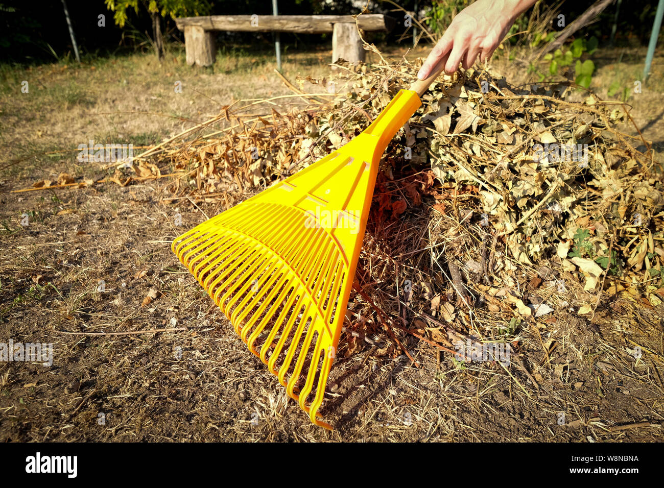 Hand racking dry leaves with yellow racks in the garden Stock Photo Alamy
