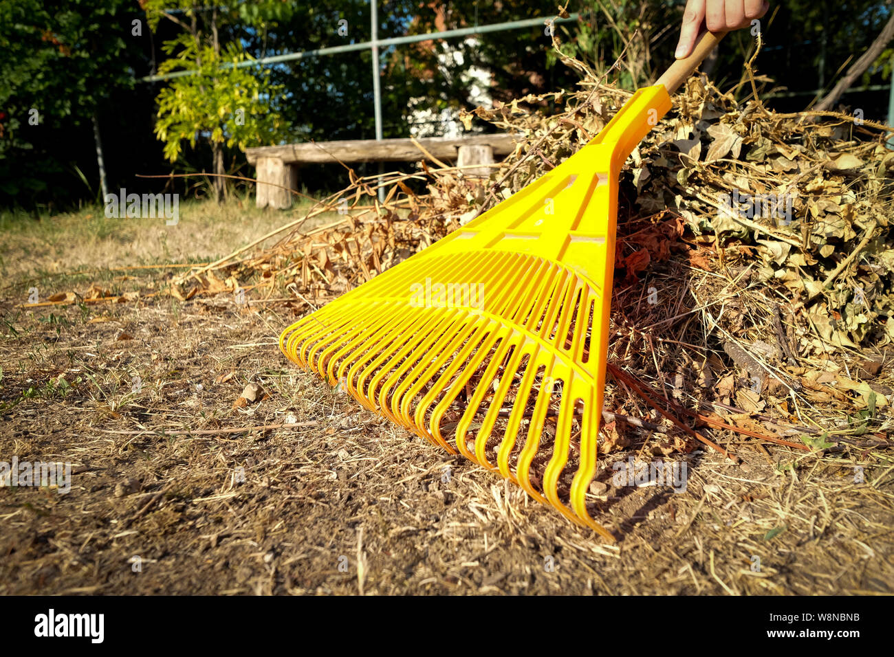 Hand racking dry leaves with yellow racks in the garden Stock Photo Alamy