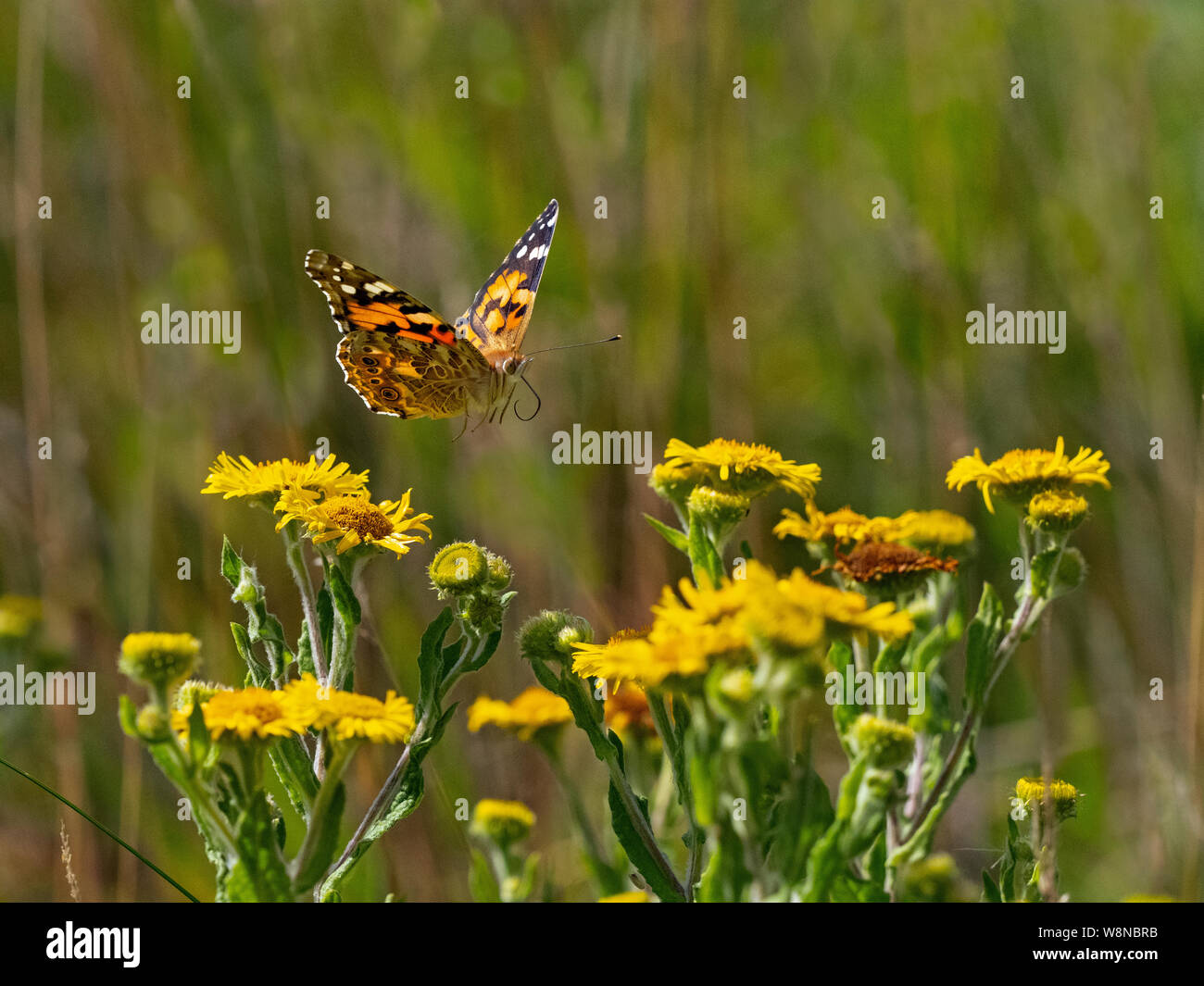 Painted Lady Butterfly Cynthia cardui feeding on Fleabane Stock Photo