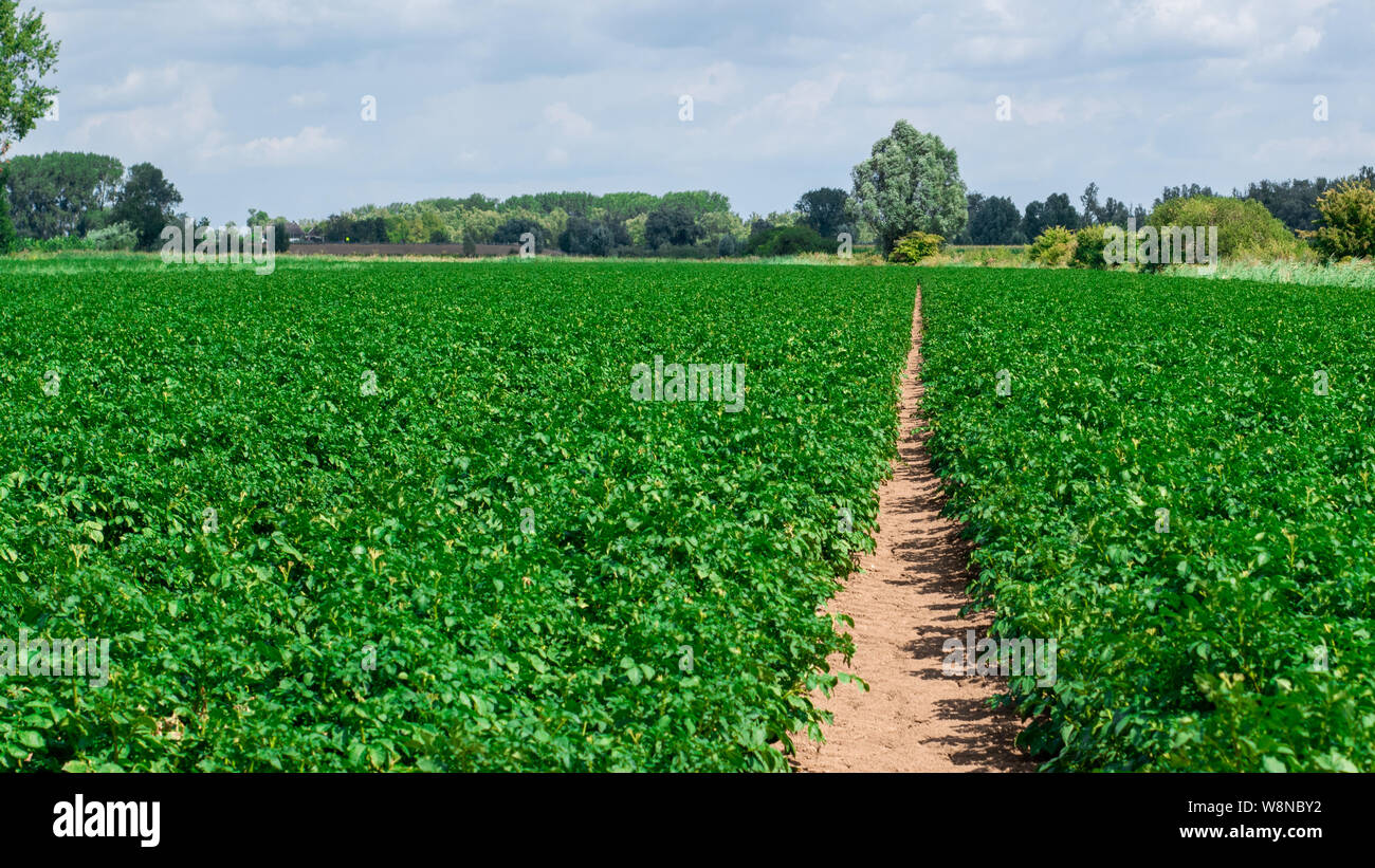 Wheat field with tractor tracks in front of a Dutch meadow landscape in ...