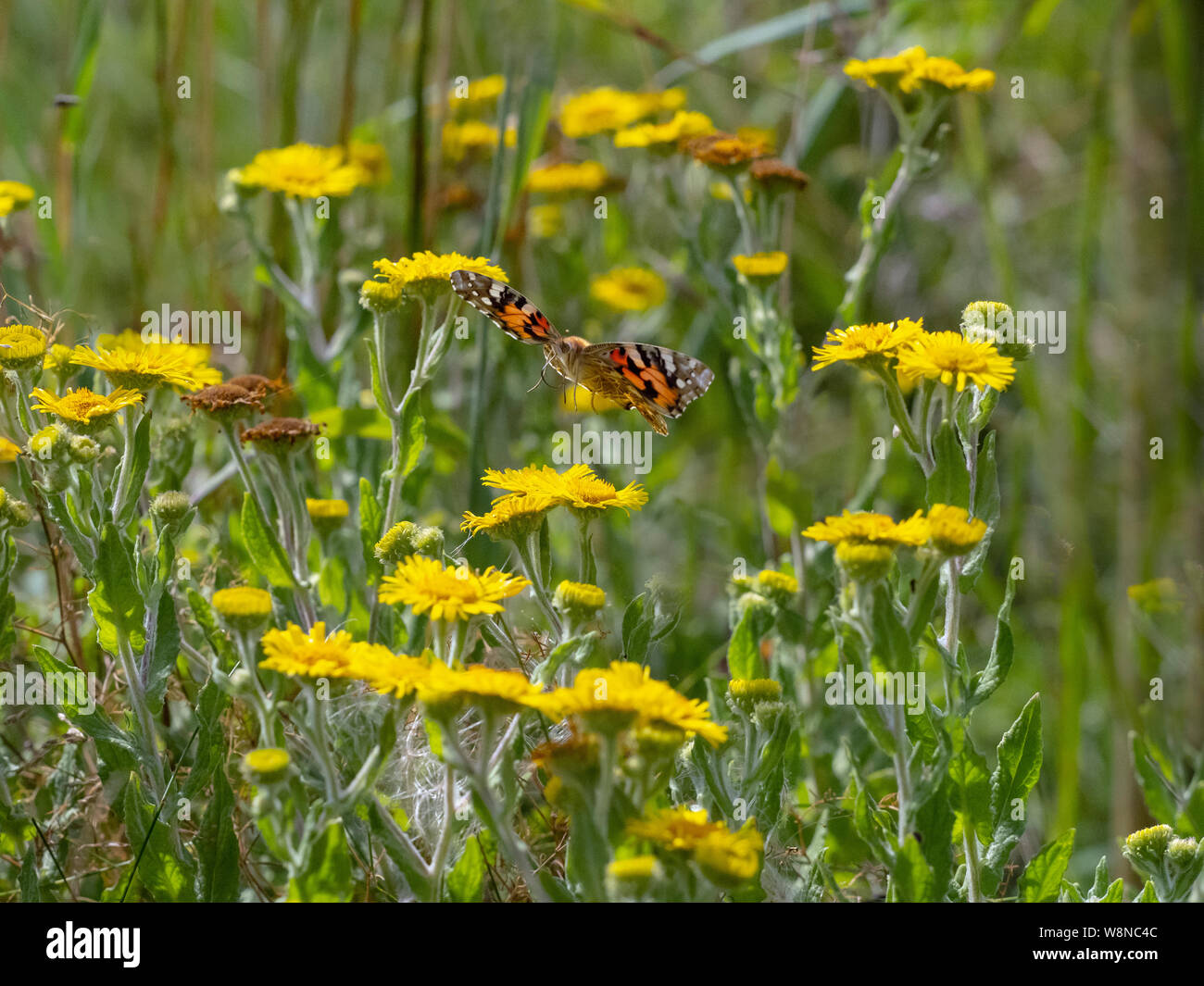 Painted Lady Butterfly Cynthia cardui feeding on Fleabane Stock Photo