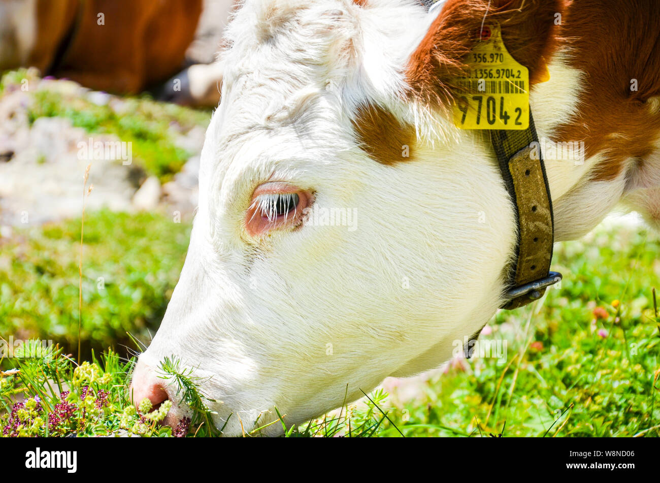 Detail of brown white cow head eating grass. Photographed outdoors. Alpine cows. Farm animals. Dairy products. Agriculture concept. Cattle industry. Stock Photo