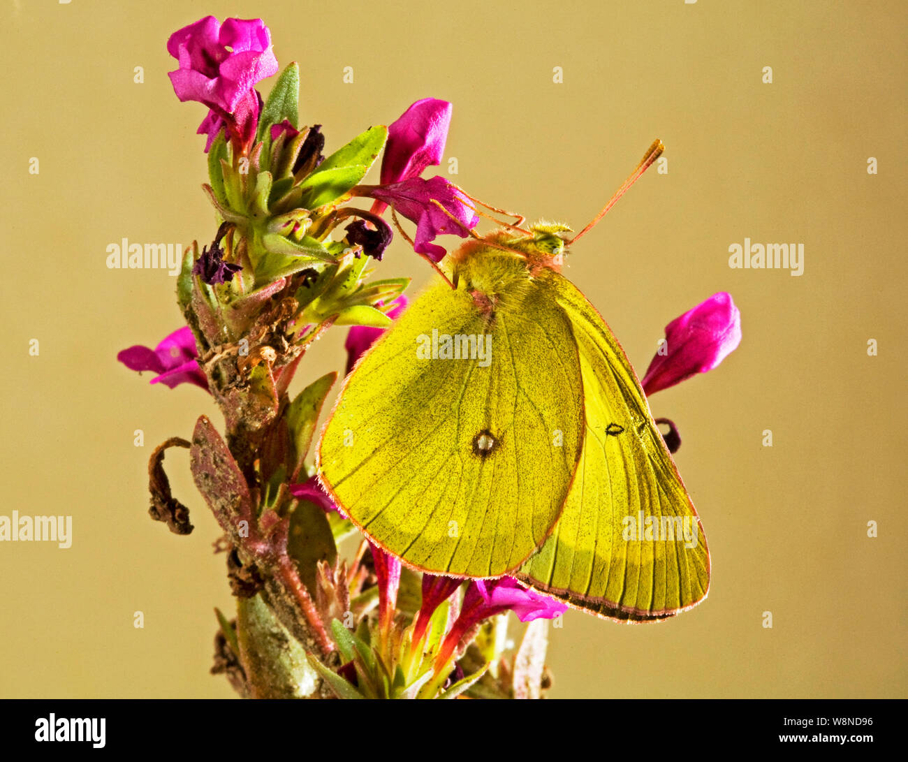 Portrait of a Western Sulphur butterfly, Colias occidentalis, on a wildflower in the central Oregon Cascade Mountains Stock Photo