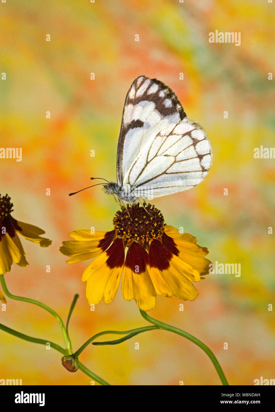 Ventral view of a pine white butterfly, Neophasia menapia, with its wings open above a wildflower in central Oregon. Stock Photo