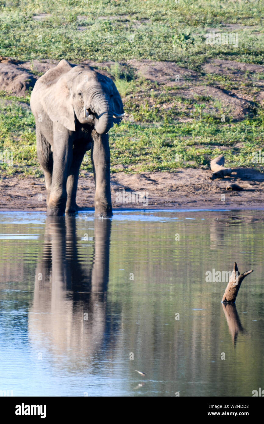 A parade of elephants glistening near a watering hole in the Kruger National park. Playful..strong and in water too Stock Photo