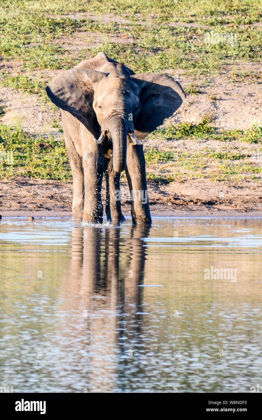 A parade of elephants glistening near a watering hole in the Kruger National park. Playful..strong and in water too Stock Photo
