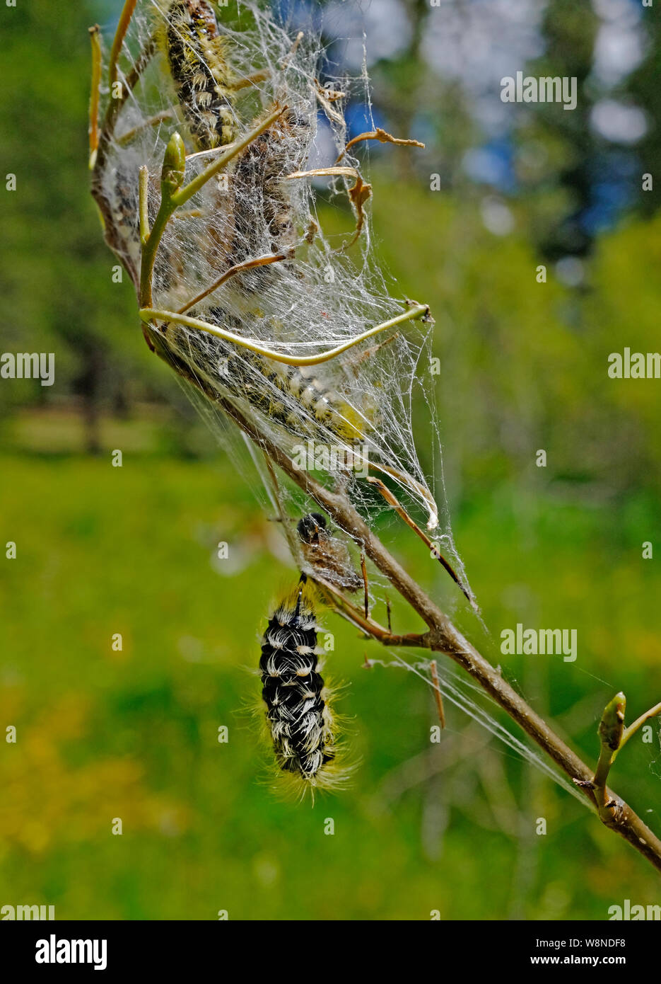 Caterpillars and pupae of the white satin moth,  in silk cocoons, on an aspen tree in the Oregon Cascade Mountains. Stock Photo