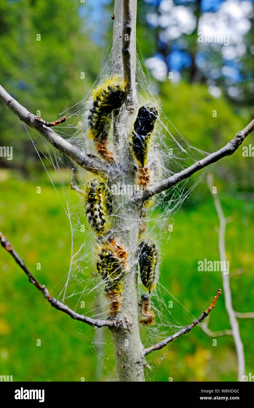 Caterpillars of the white satin moth,  in silk cocoons, on an aspen tree in the Oregon Cascade Mountains. Stock Photo