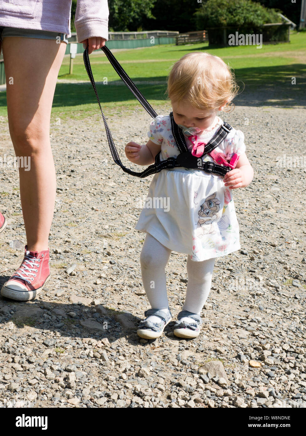 Toddler walking on reins, UK Stock Photo