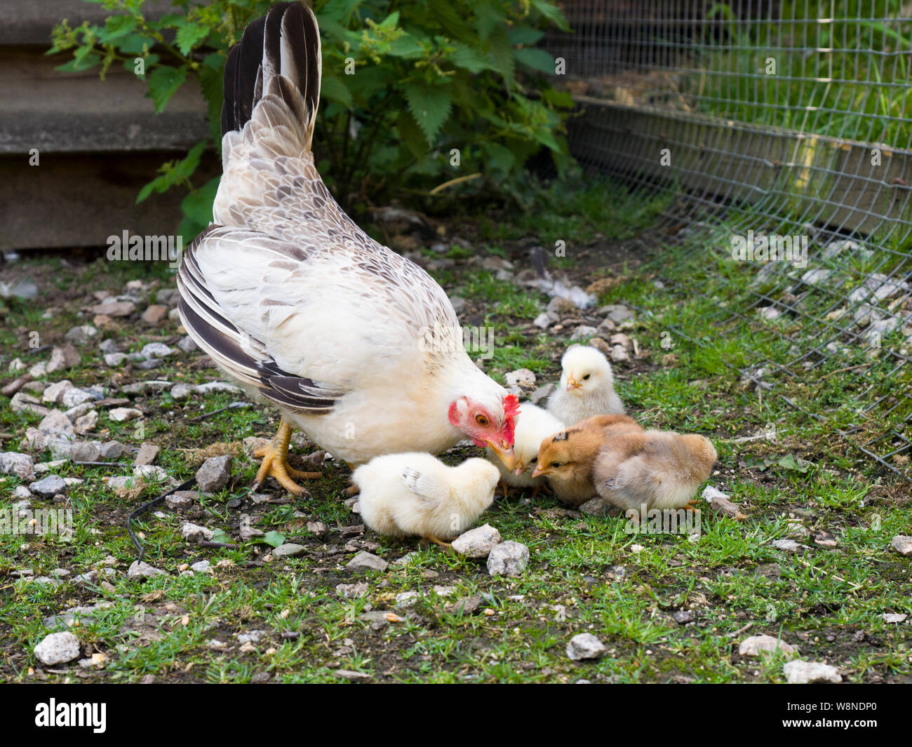 Bantam hen with one day old chicks, UK Stock Photo