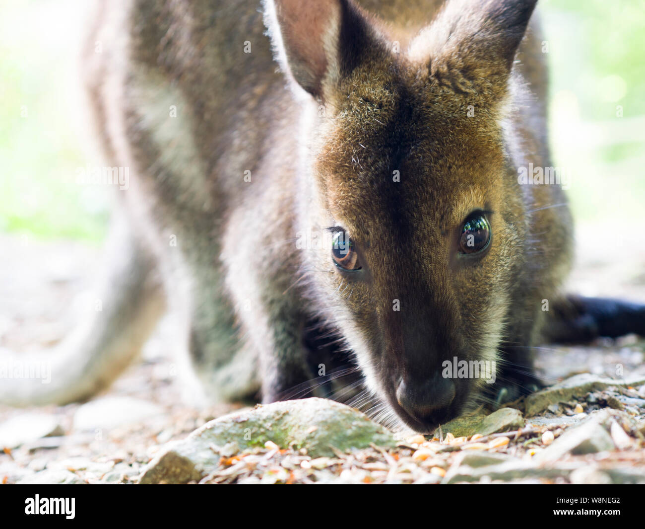 Close up of a wallaby at the Tamar Otter & Wildlife Centre, North Petherwin, Nr. Launceston, Cornwall, UK Stock Photo