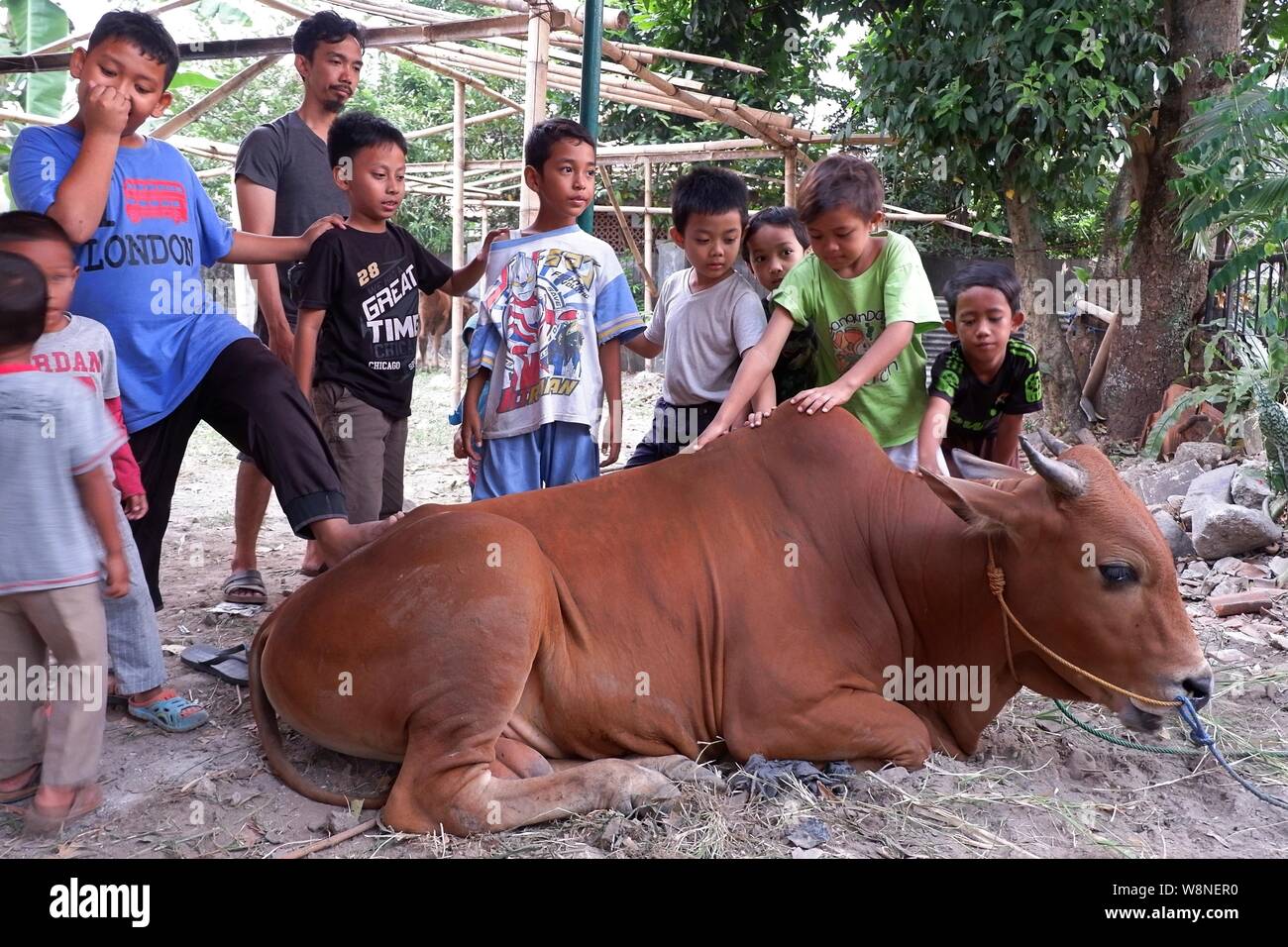 Some boys are stroking and standing beside a sitting cow in an animal husbandry. Stock Photo