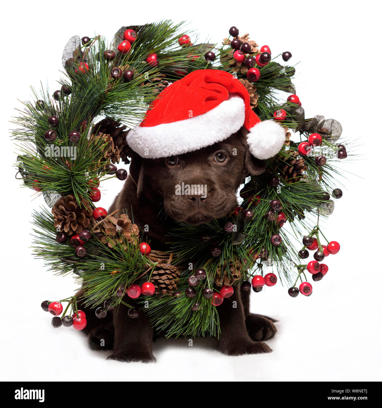 Chocolate Labrador Pup with Father Christmas Hat in Wreath Stock Photo