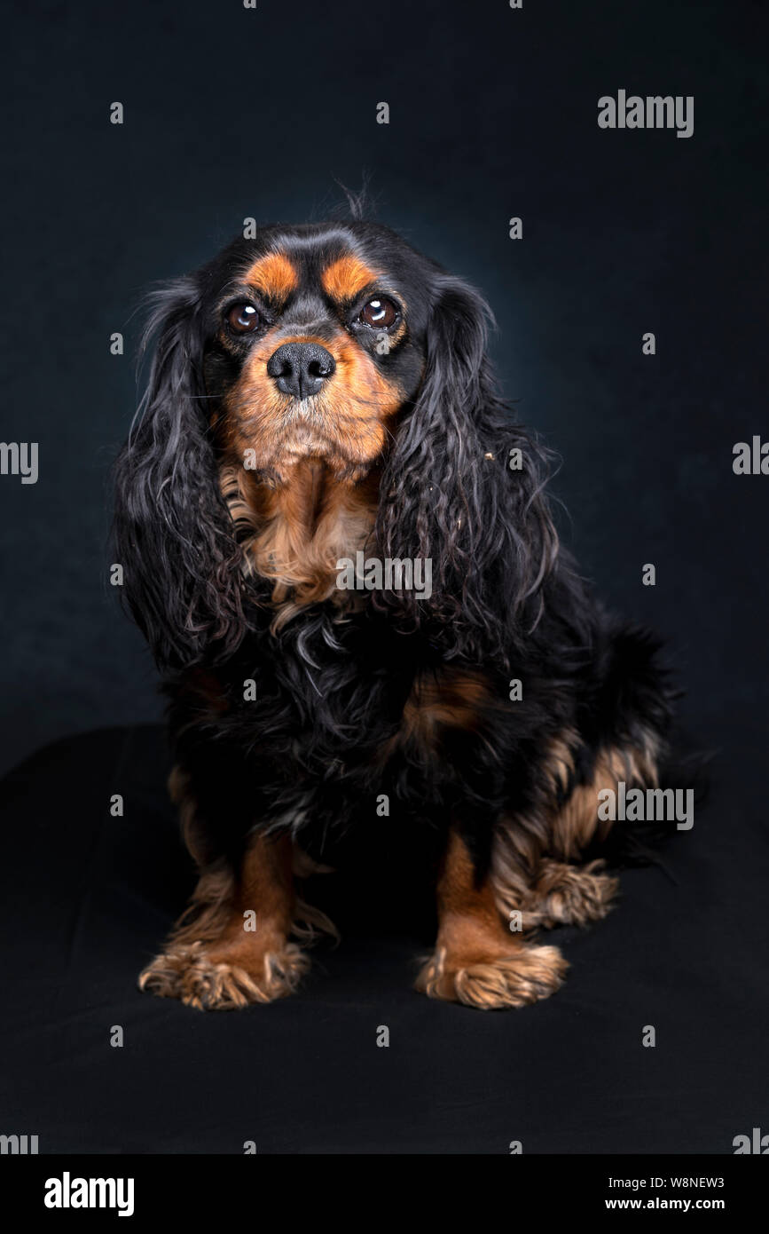 Black And Tan Cavalier Stock Photos Black And Tan Cavalier Stock