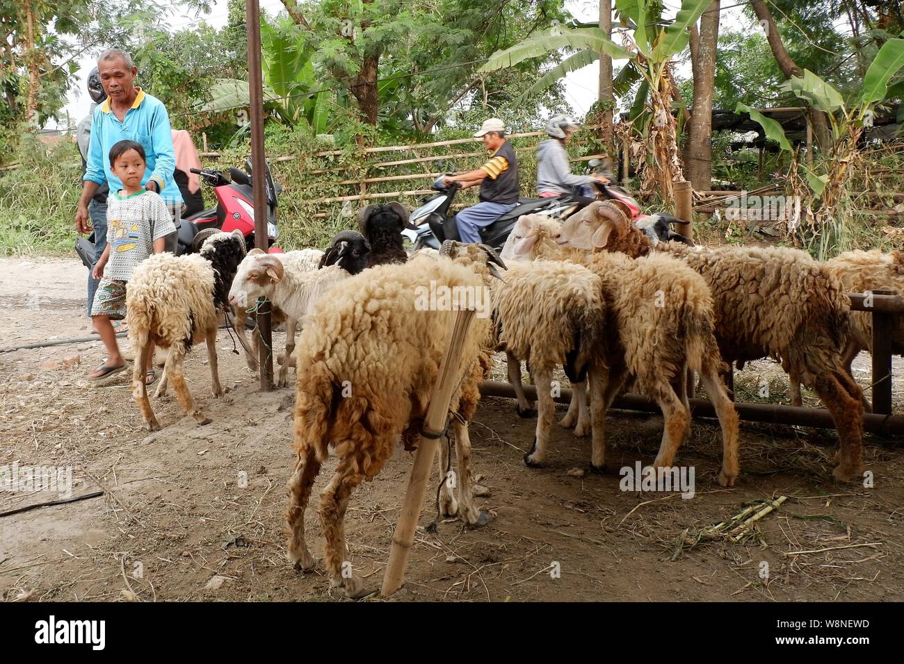 People and a group of sheep in a stock husbandry. Stock Photo