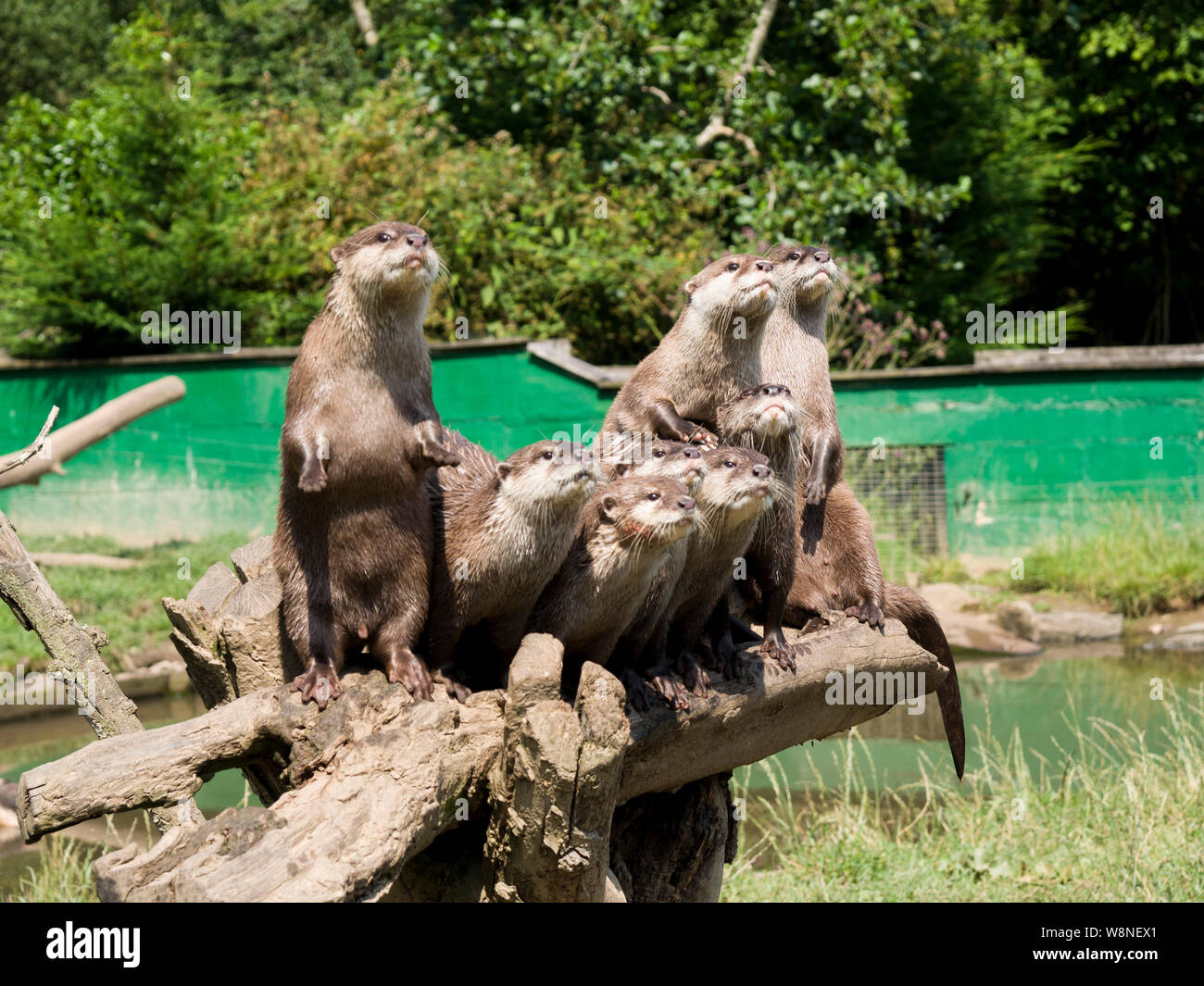 Asian Short Clawed Otters waiting for feeding time at the  Tamar Otter & Wildlife Centre, North Petherwin, Nr. Launceston, Cornwall, UK Stock Photo