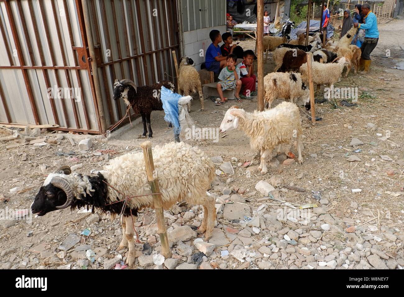 A group of sheep and people in a stock husbandry. Stock Photo