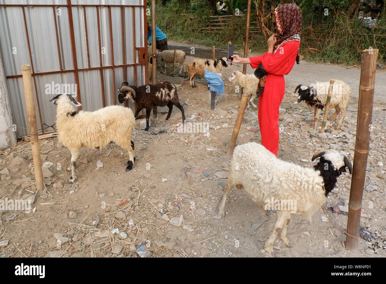 A muslim woman check the sheep in a stock husbandry to choose which one to buy. Stock Photo