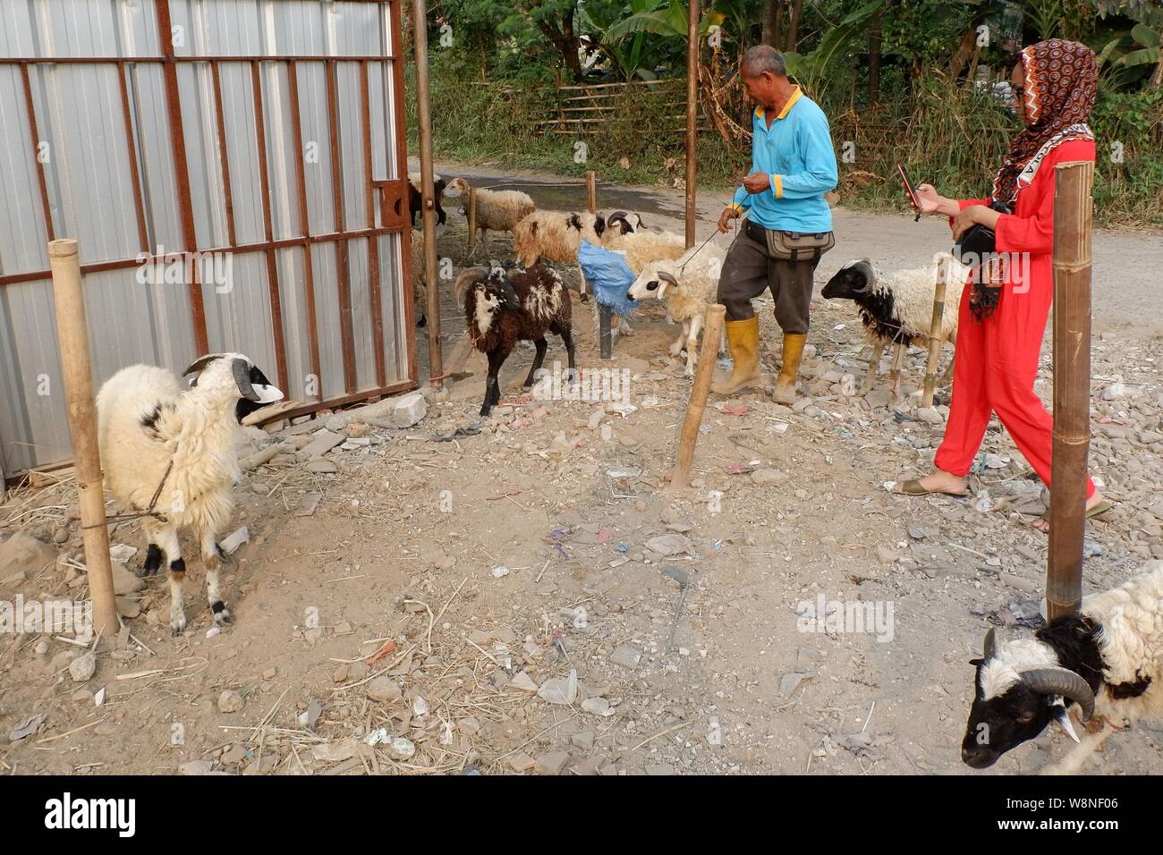 A stock breeder bring a sheep while a muslim woman take picture using smartphone. Stock Photo