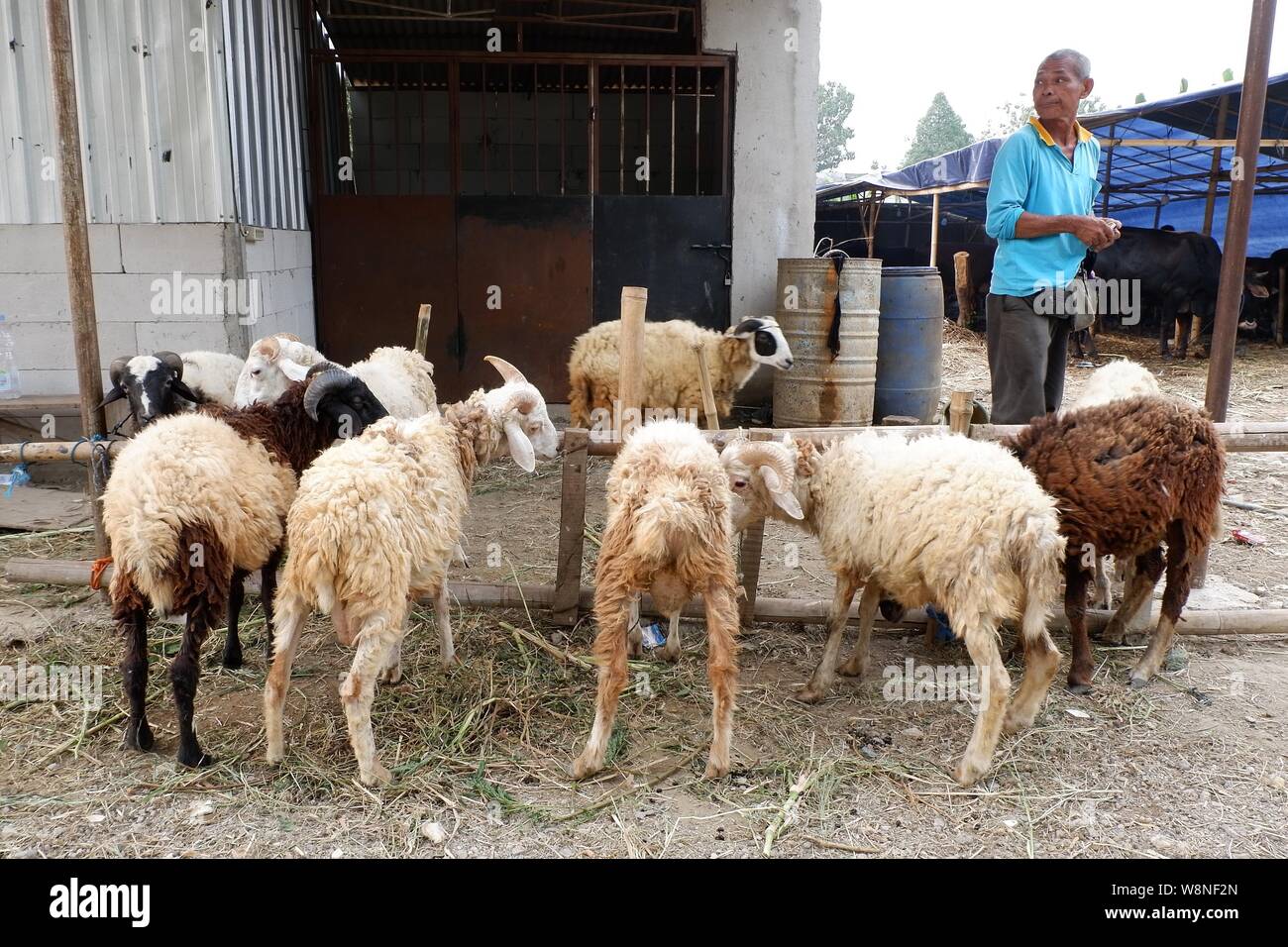 A stock farmer and his sheeps Stock Photo Alamy