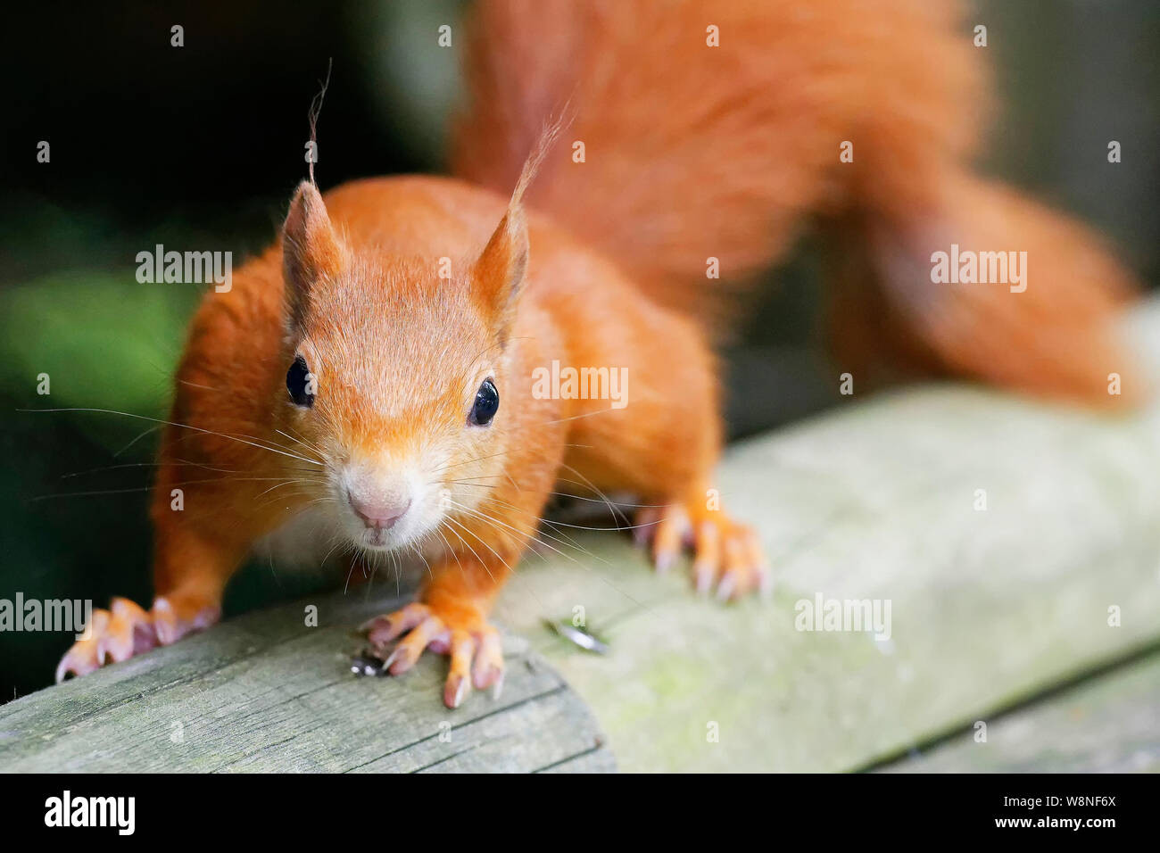 Red Squirrel At the British Wildlife Centre Stock Photo