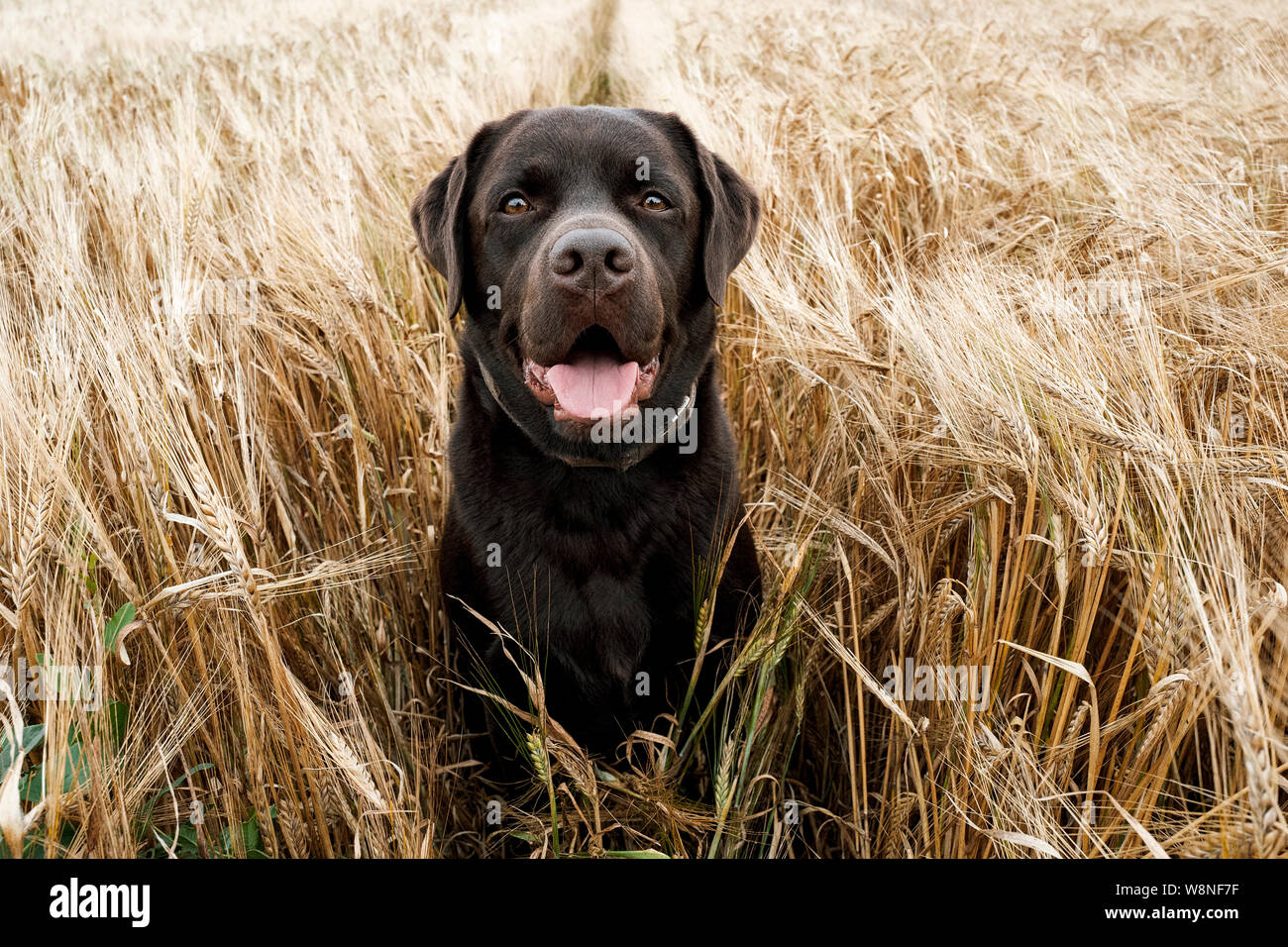 Chocolate Labrador Dog Stock Photo